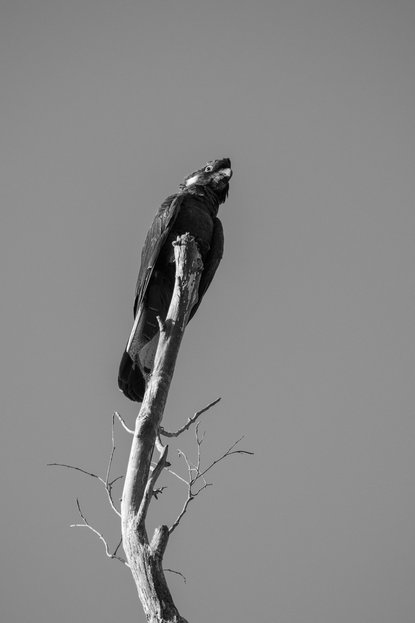Black cockatoo perched up high on branch