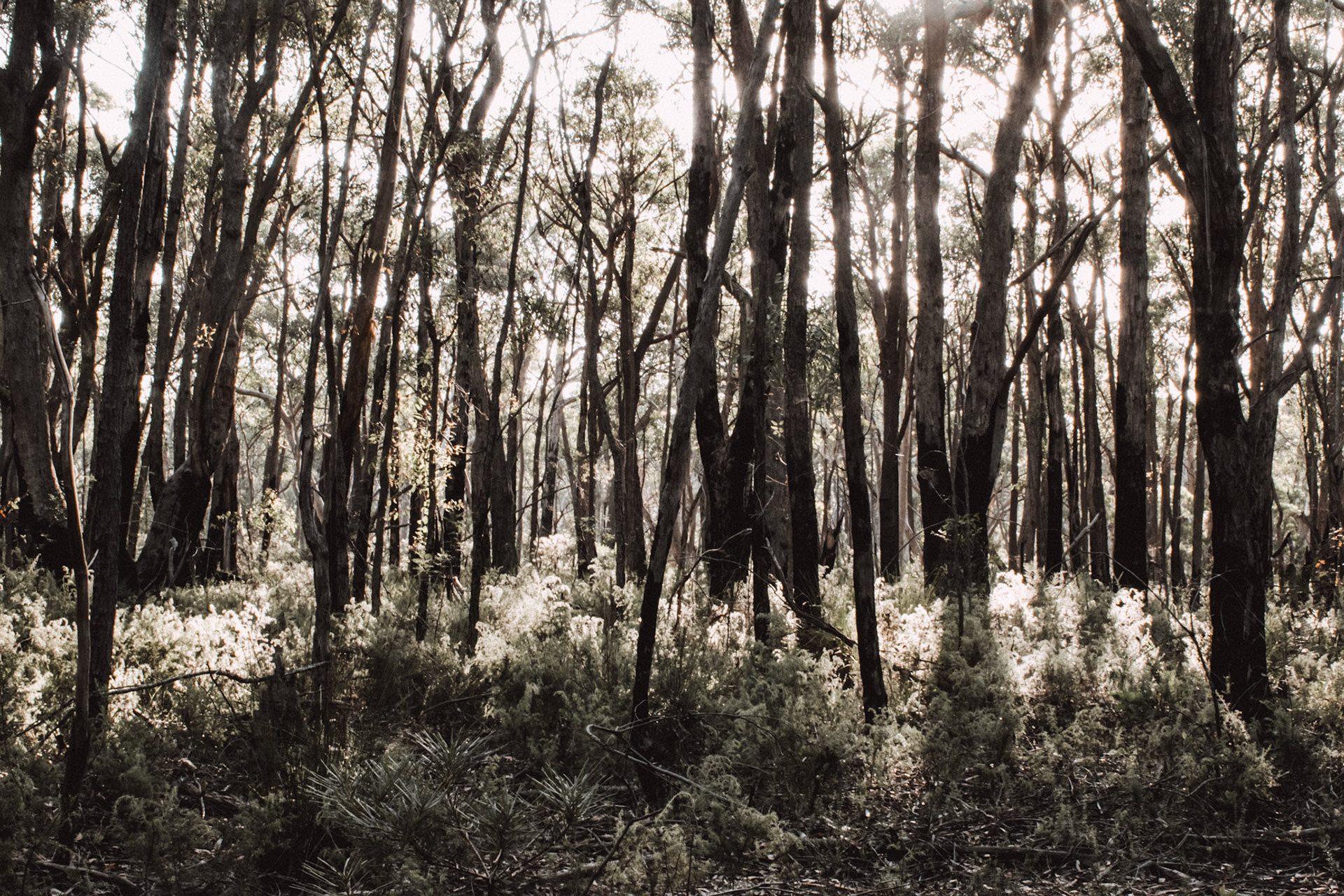 Sunlight through trees at Morton National Park