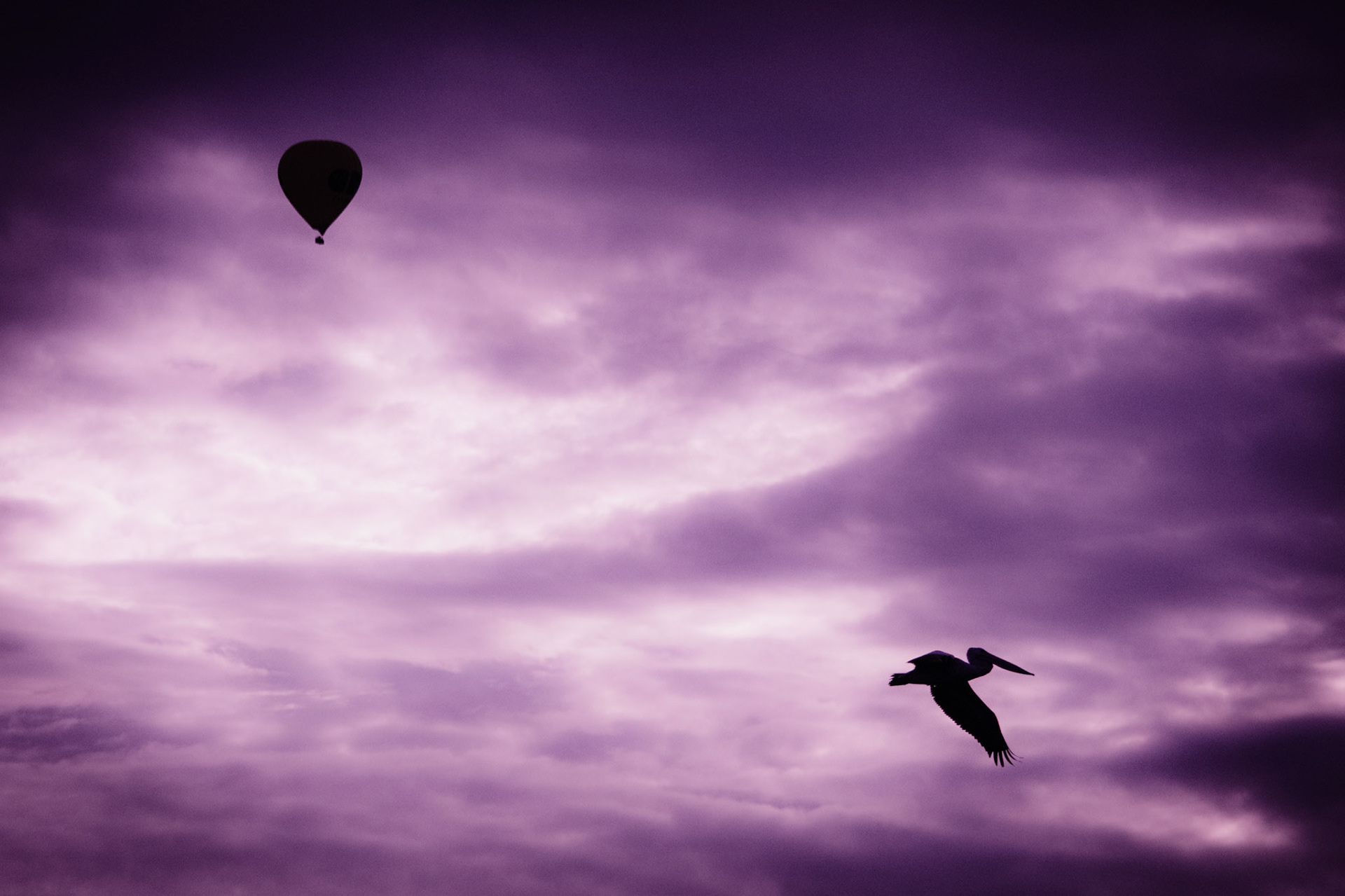 Pelican and Hot Air Balloon
