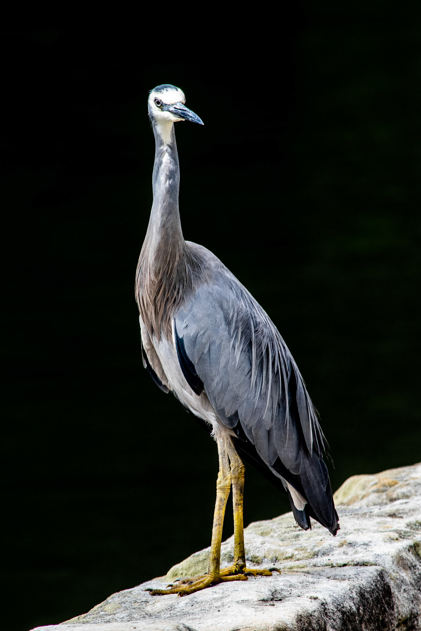 White faced heron standing tall