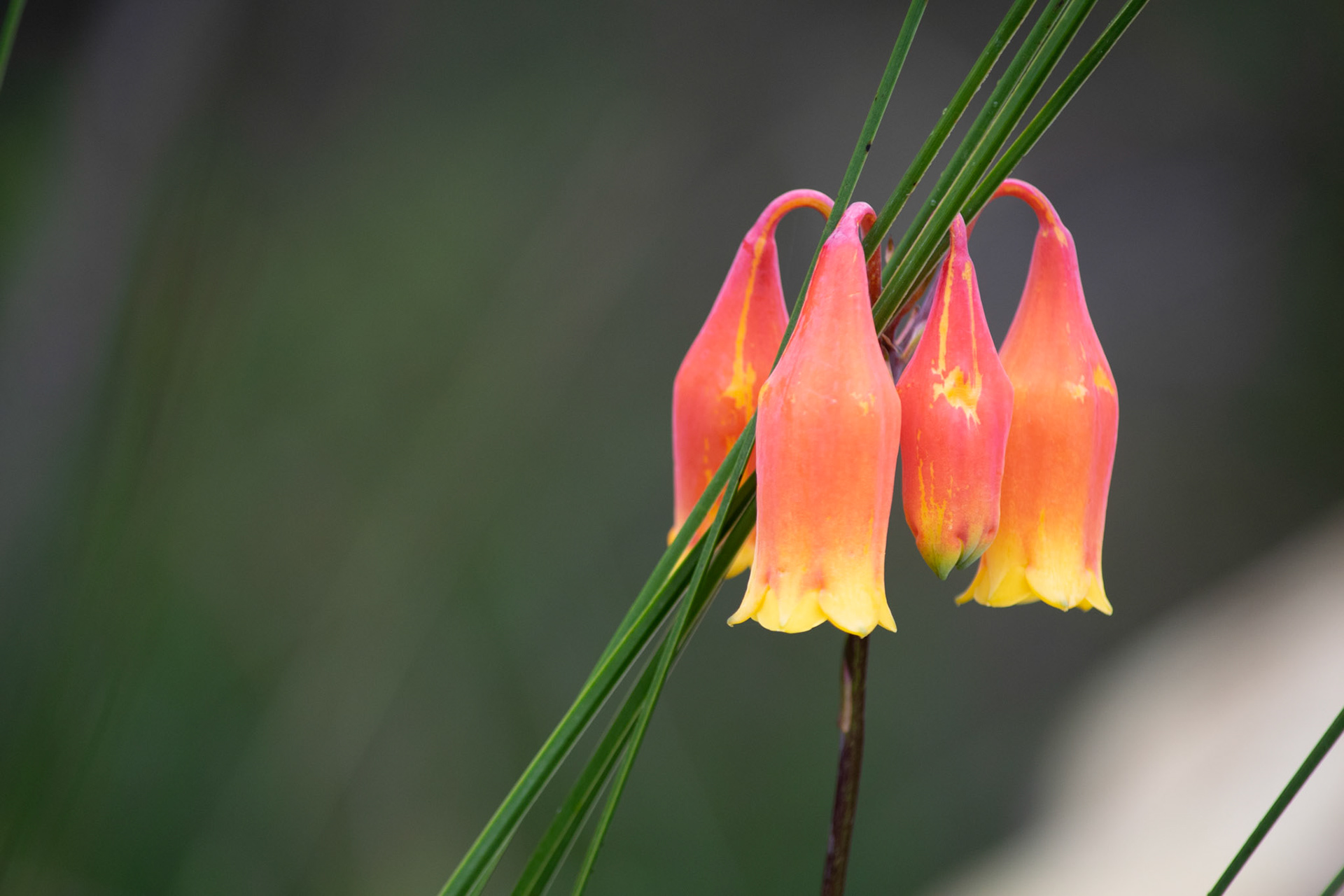 Flowers at Ku-ring-Gai Chase NP