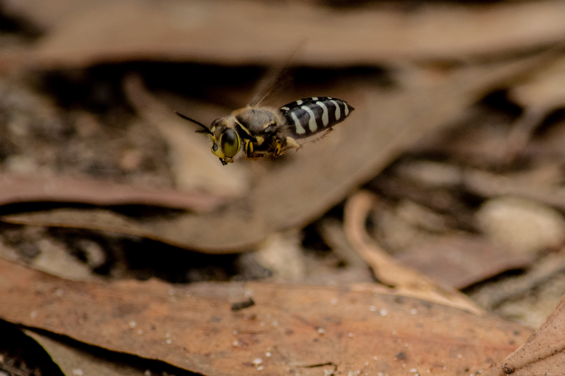 Blue-banded bee flying over leaves