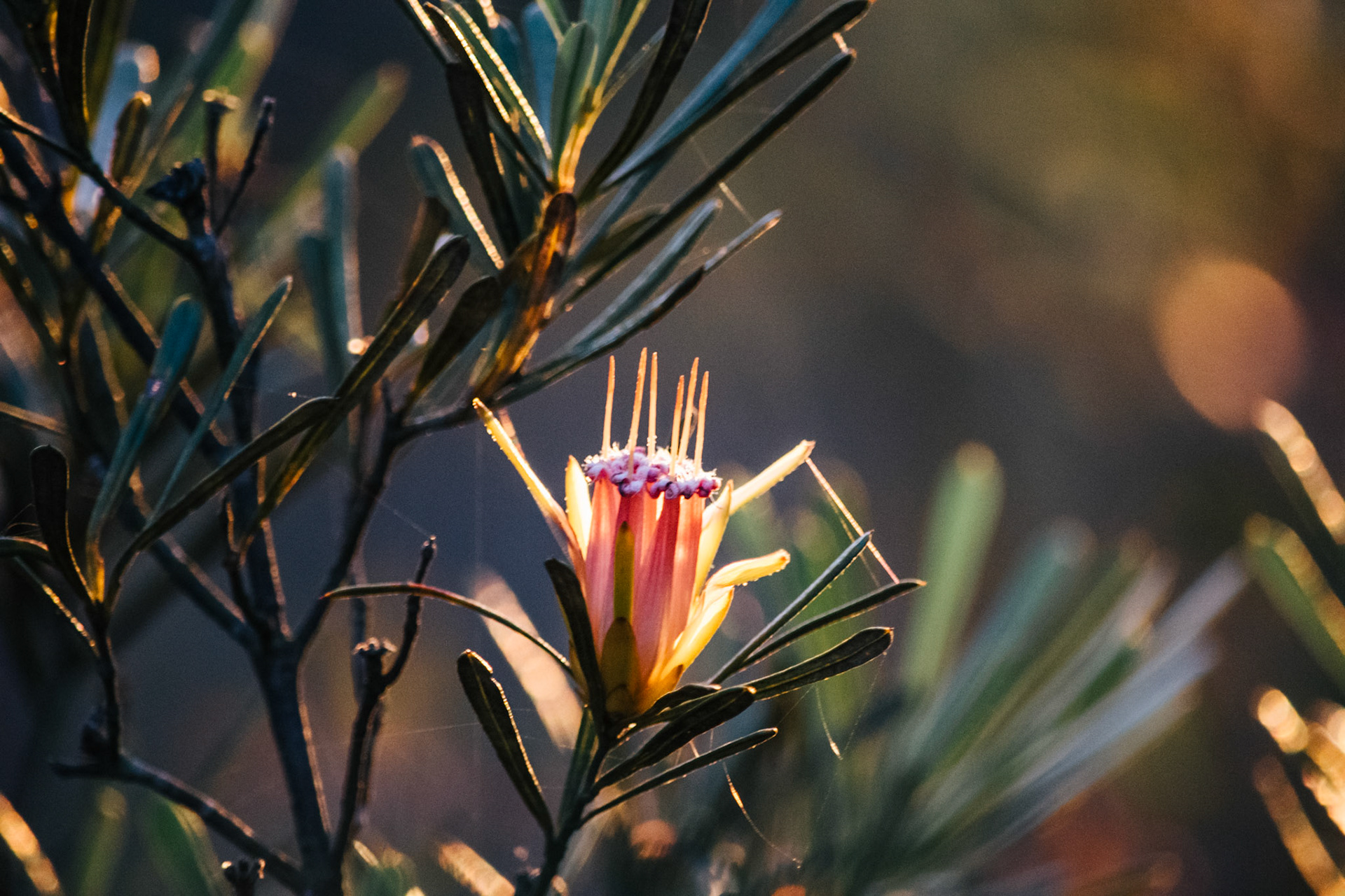 Flower in Morton National Park