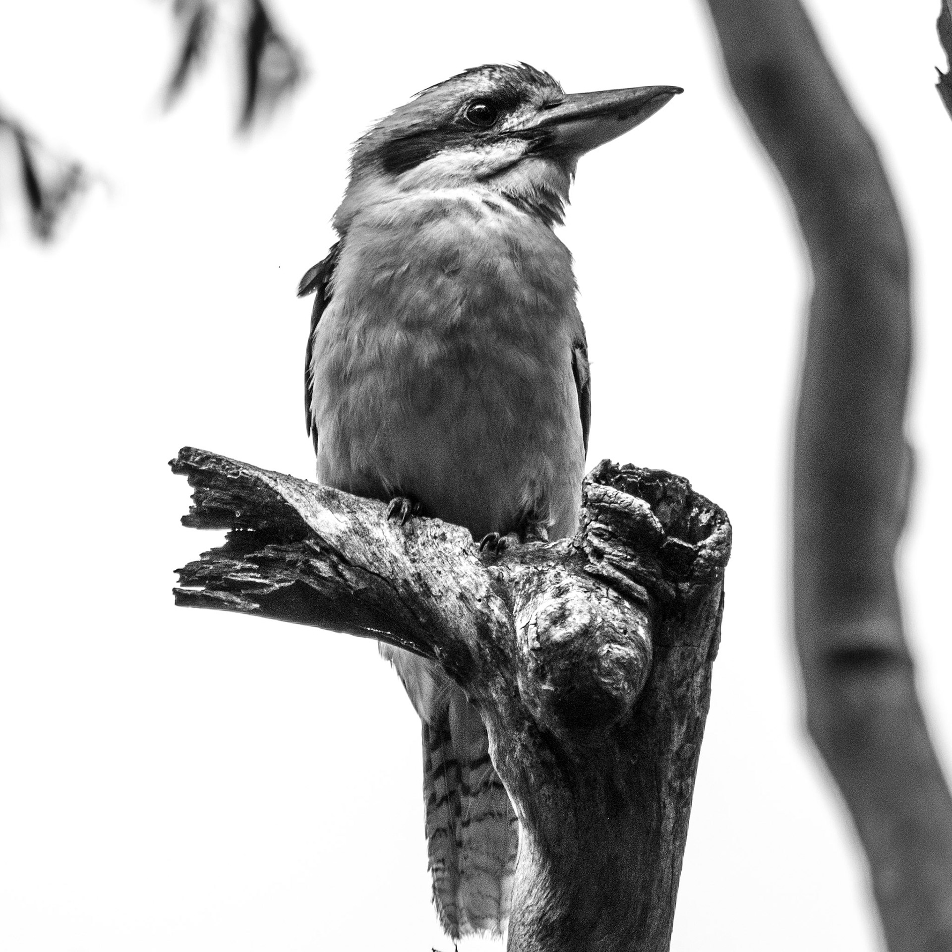 Kookaburra at Resolute Picnic Area