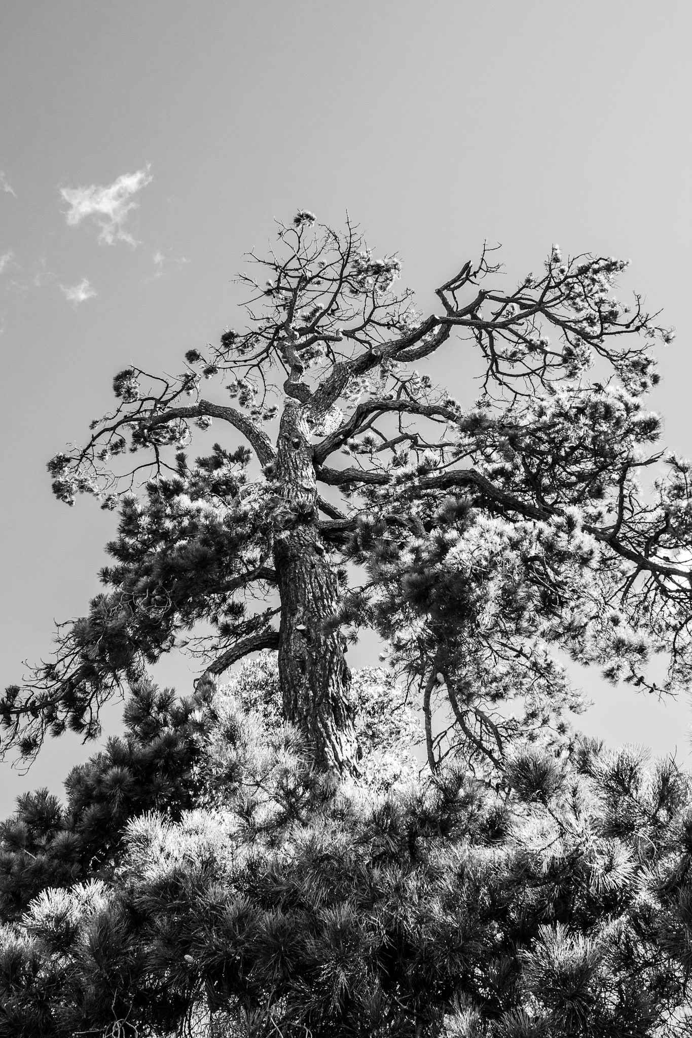 Tree and sky