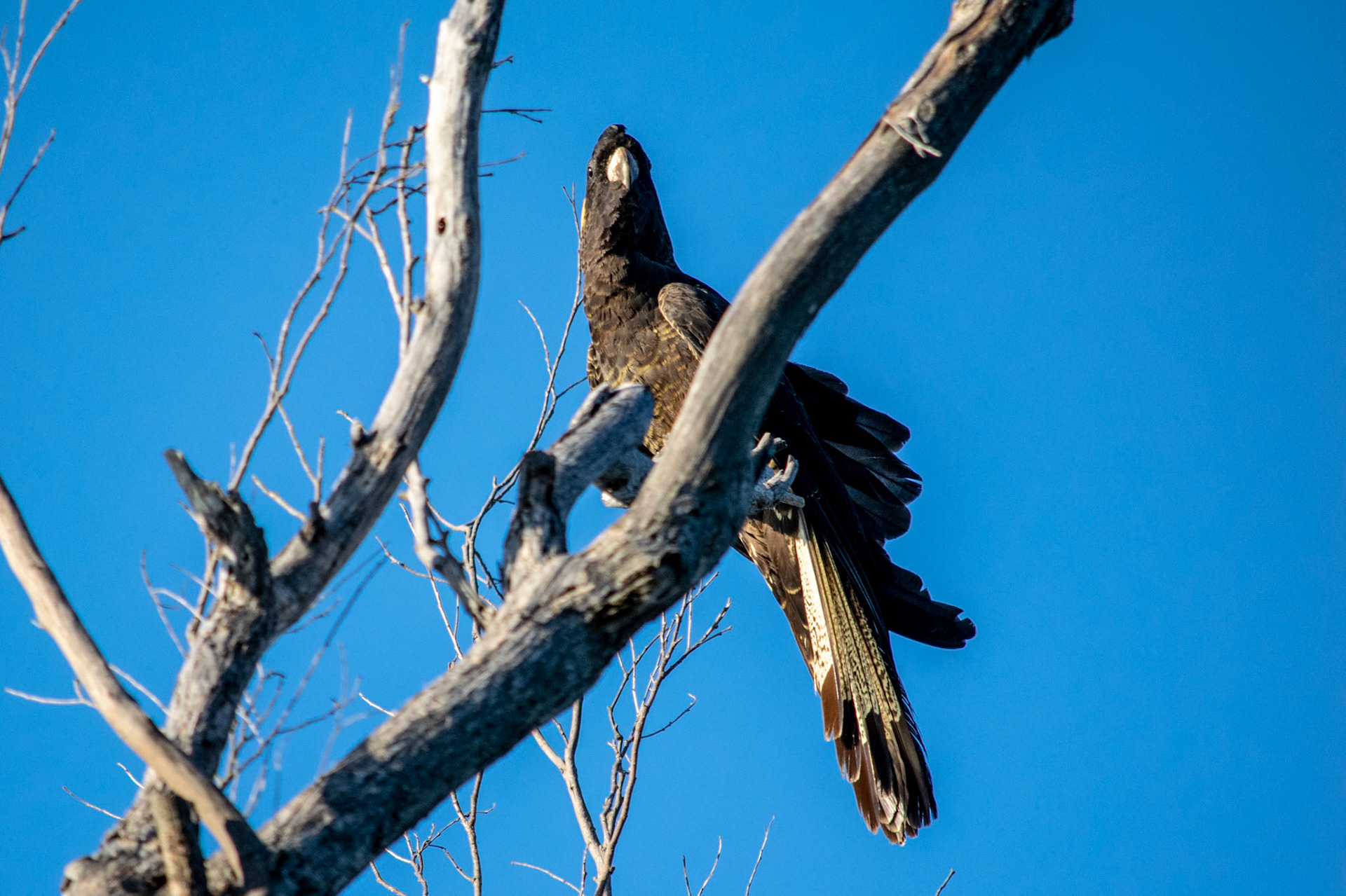 Black cockatoo sitting in tree