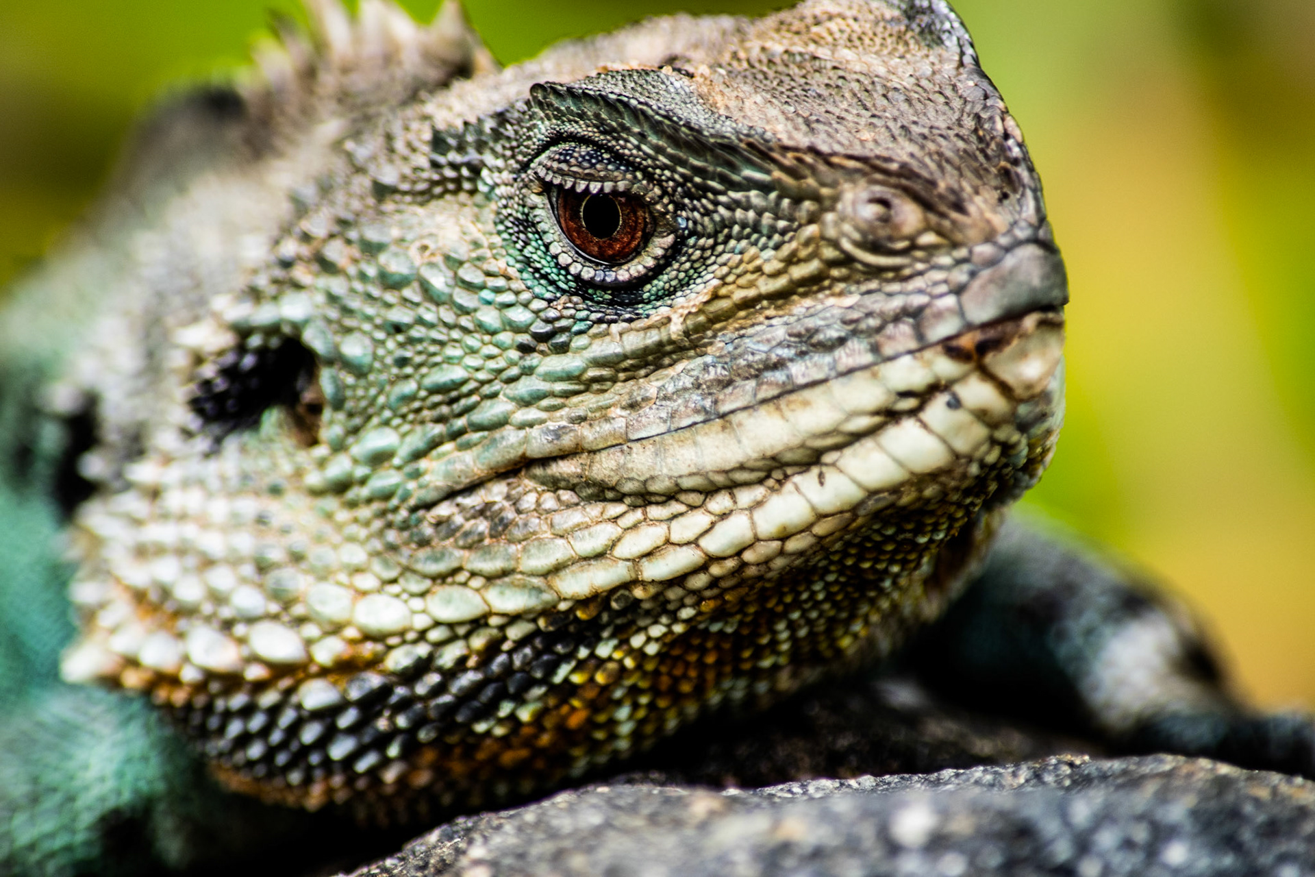 Water dragon on rock