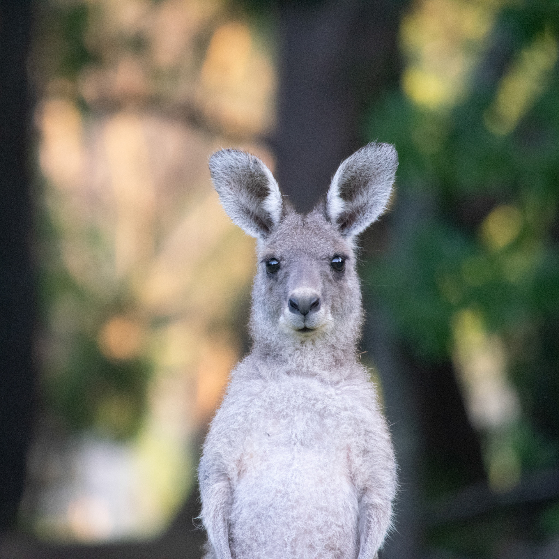 Head shot of kangaroo