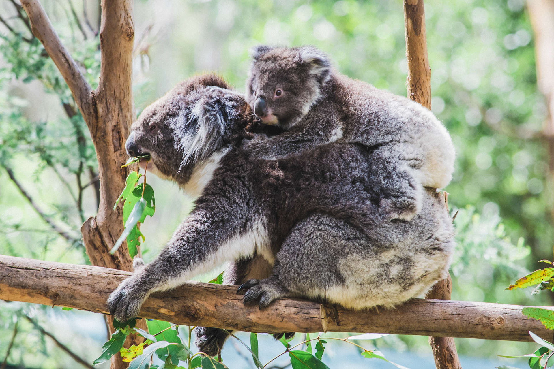 koala and baby