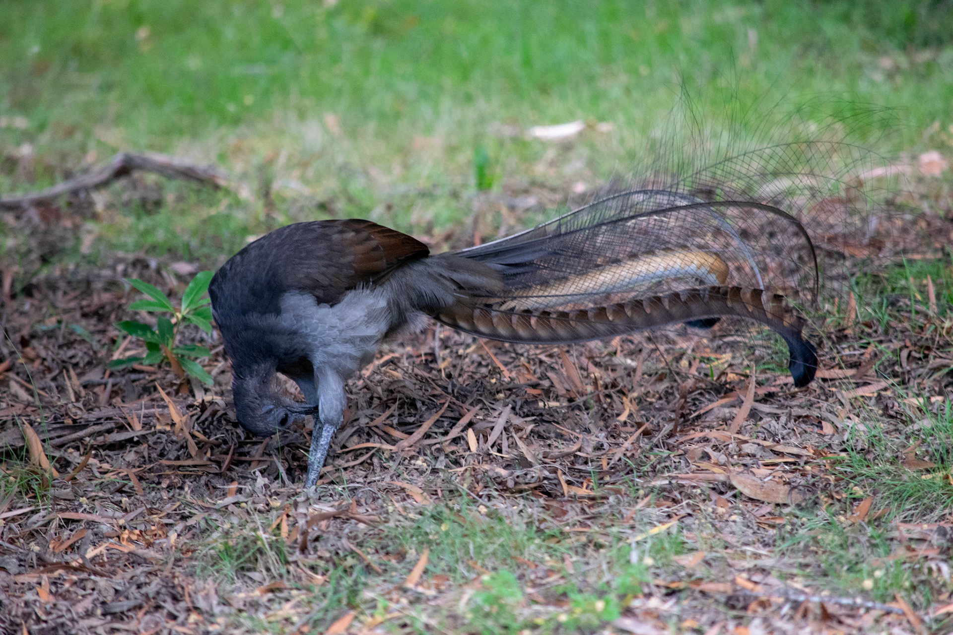 Lyrebird looking at tail