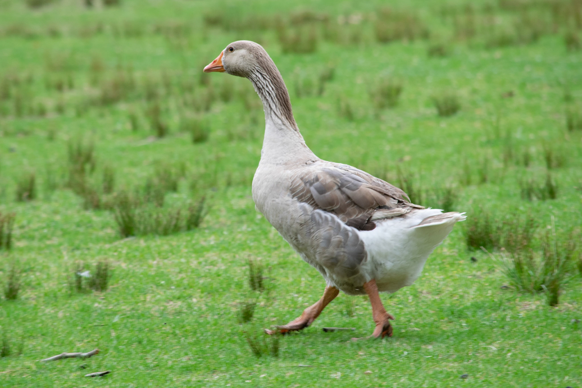 Running geese at Royal National Park