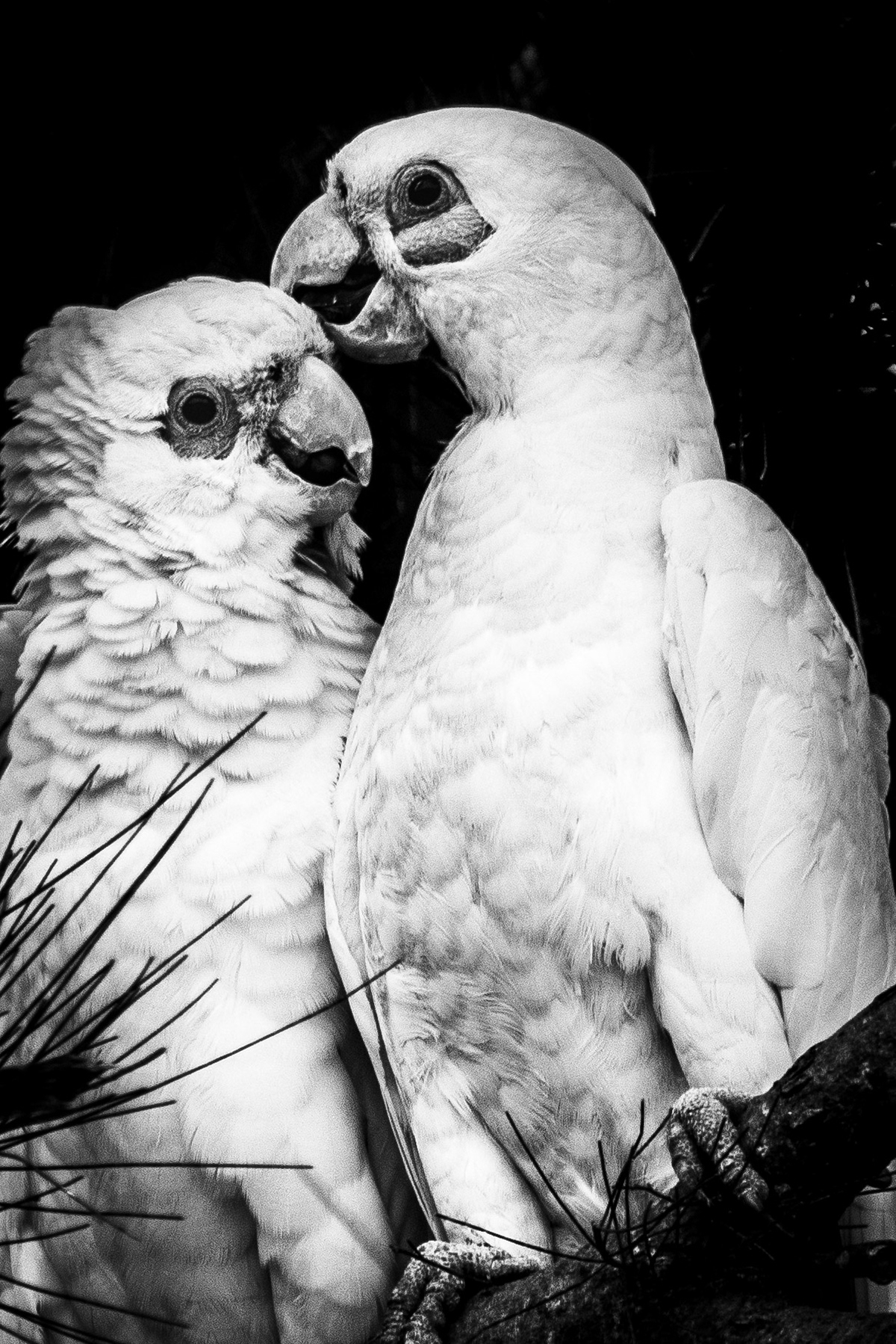 Corellas in tree