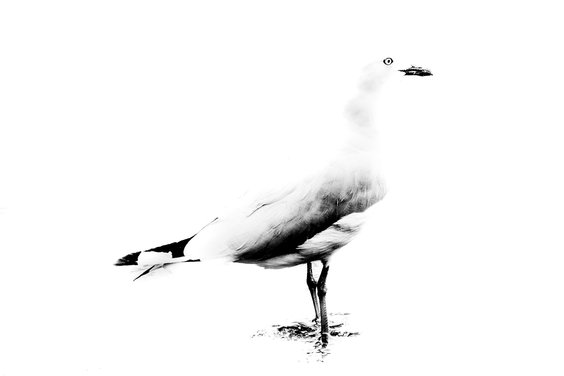 Seagull in lake