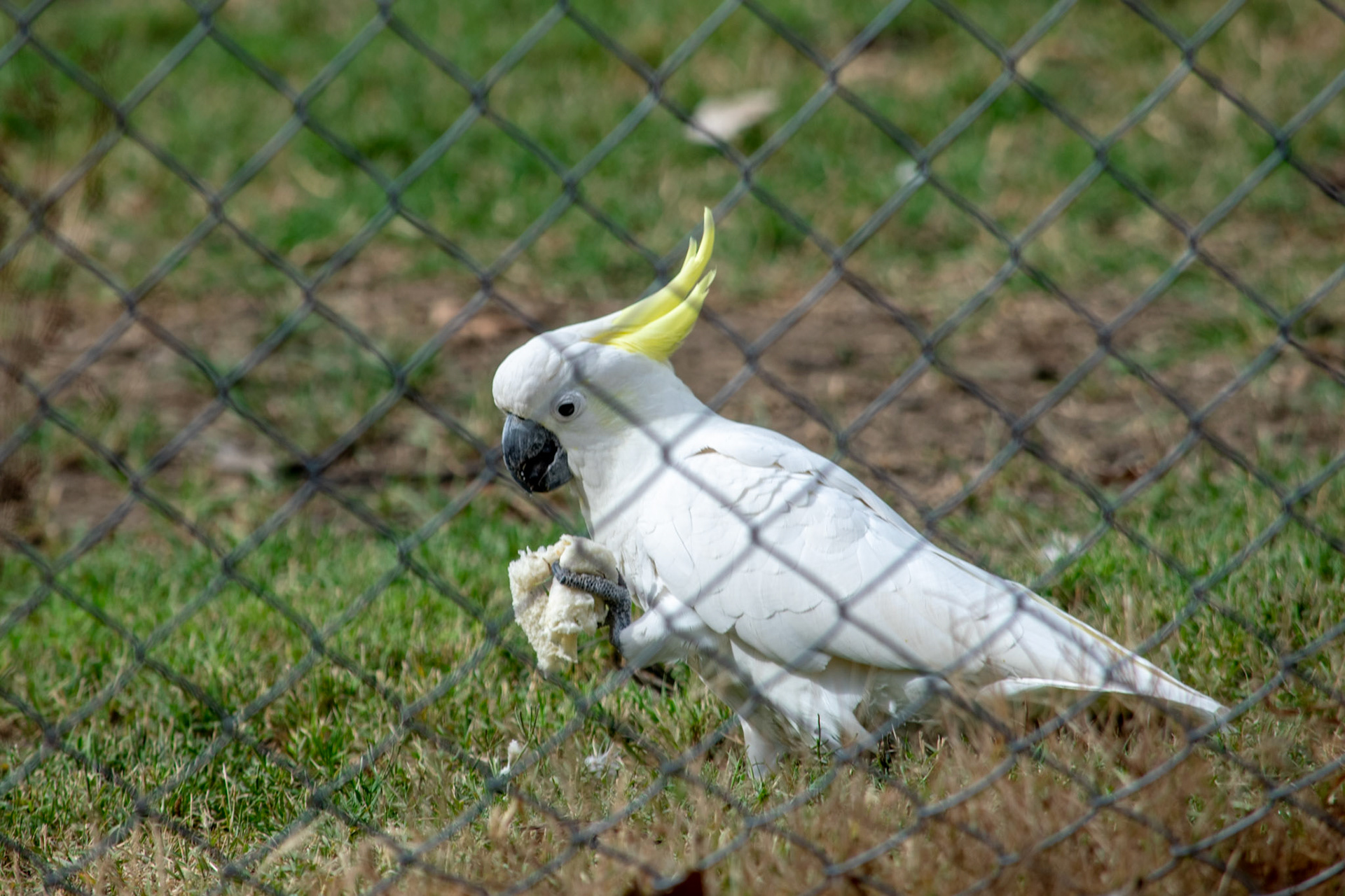Cockatoo behind fence