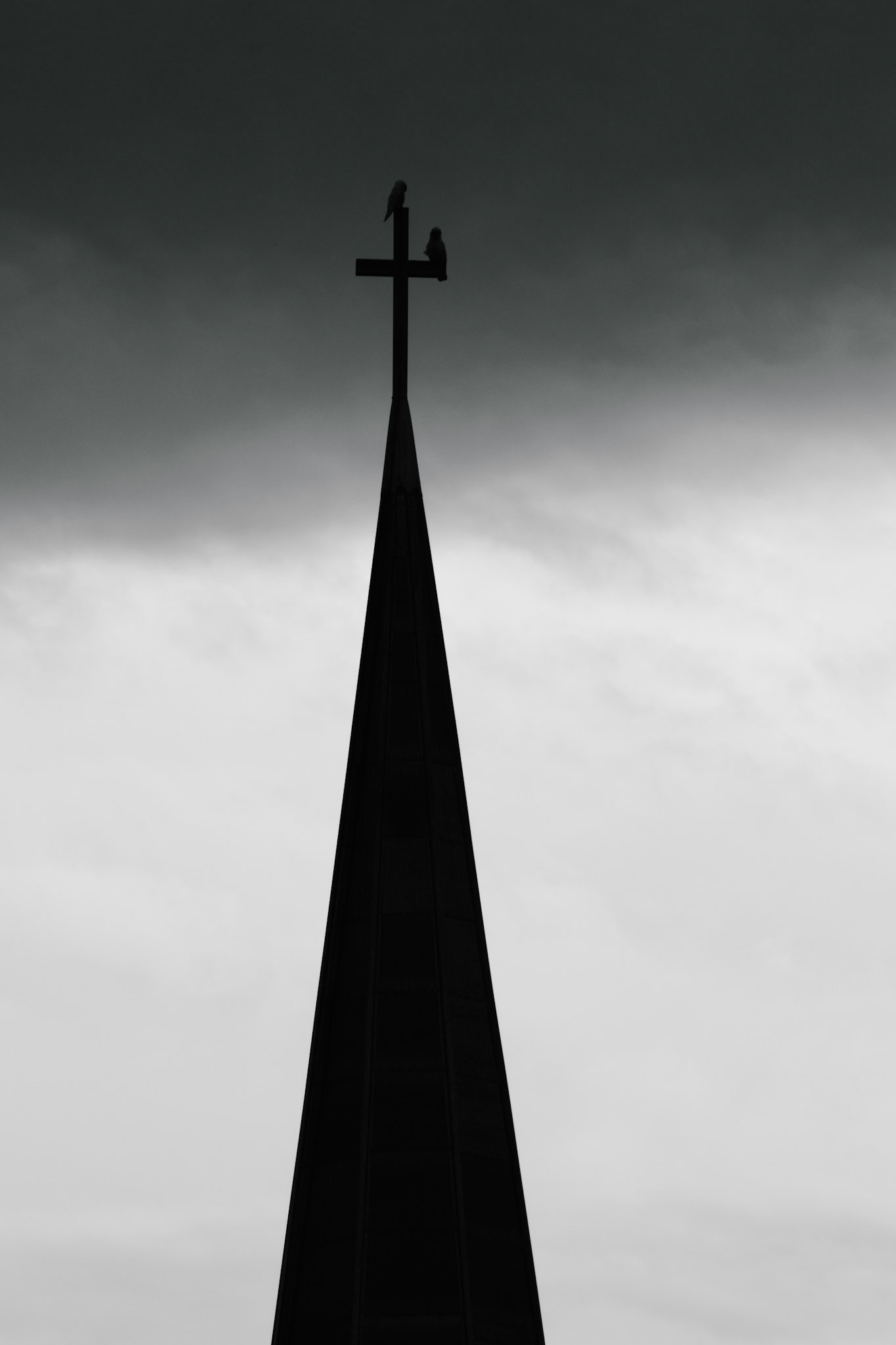 Birds on Church Steeple