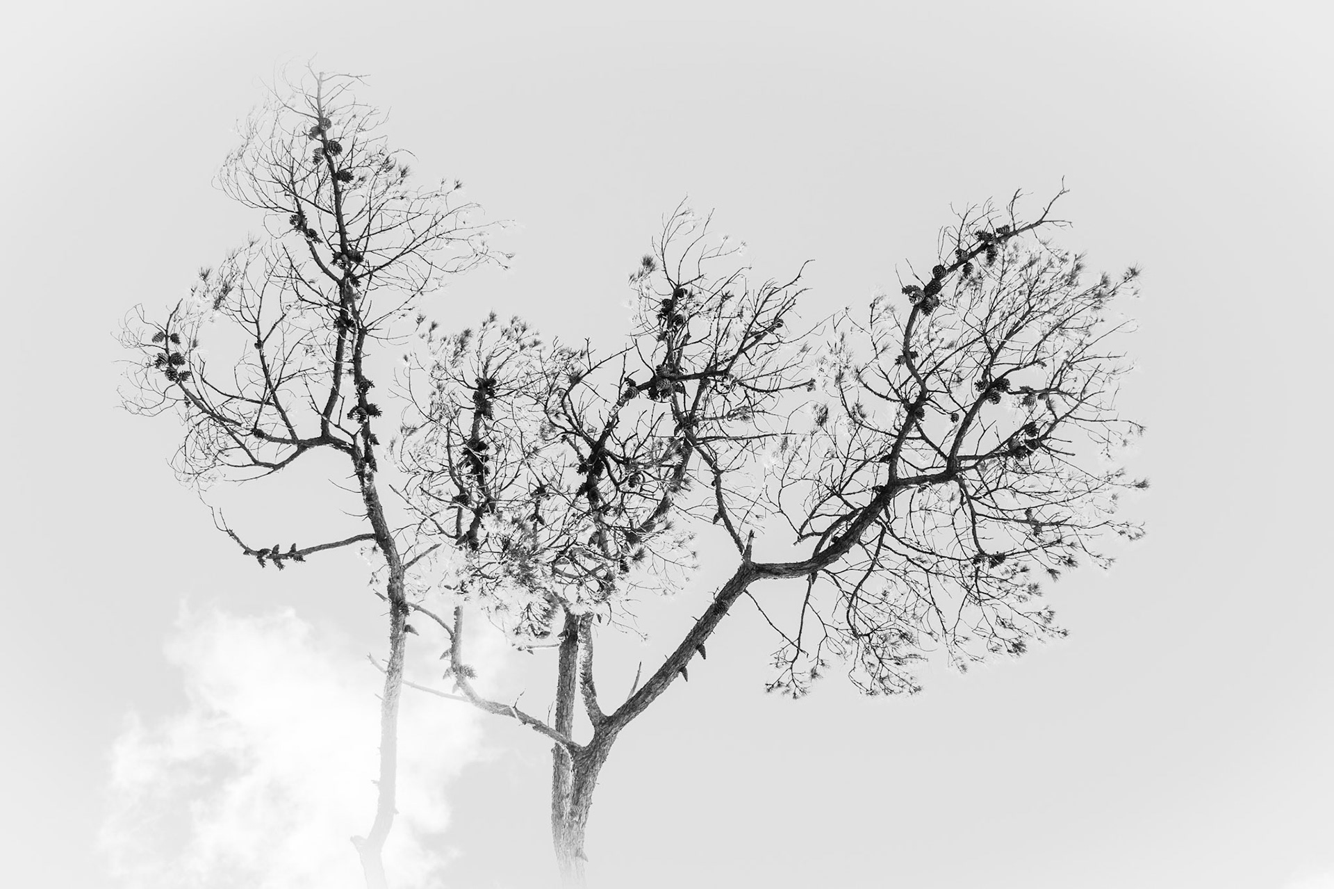 Tree and clouds