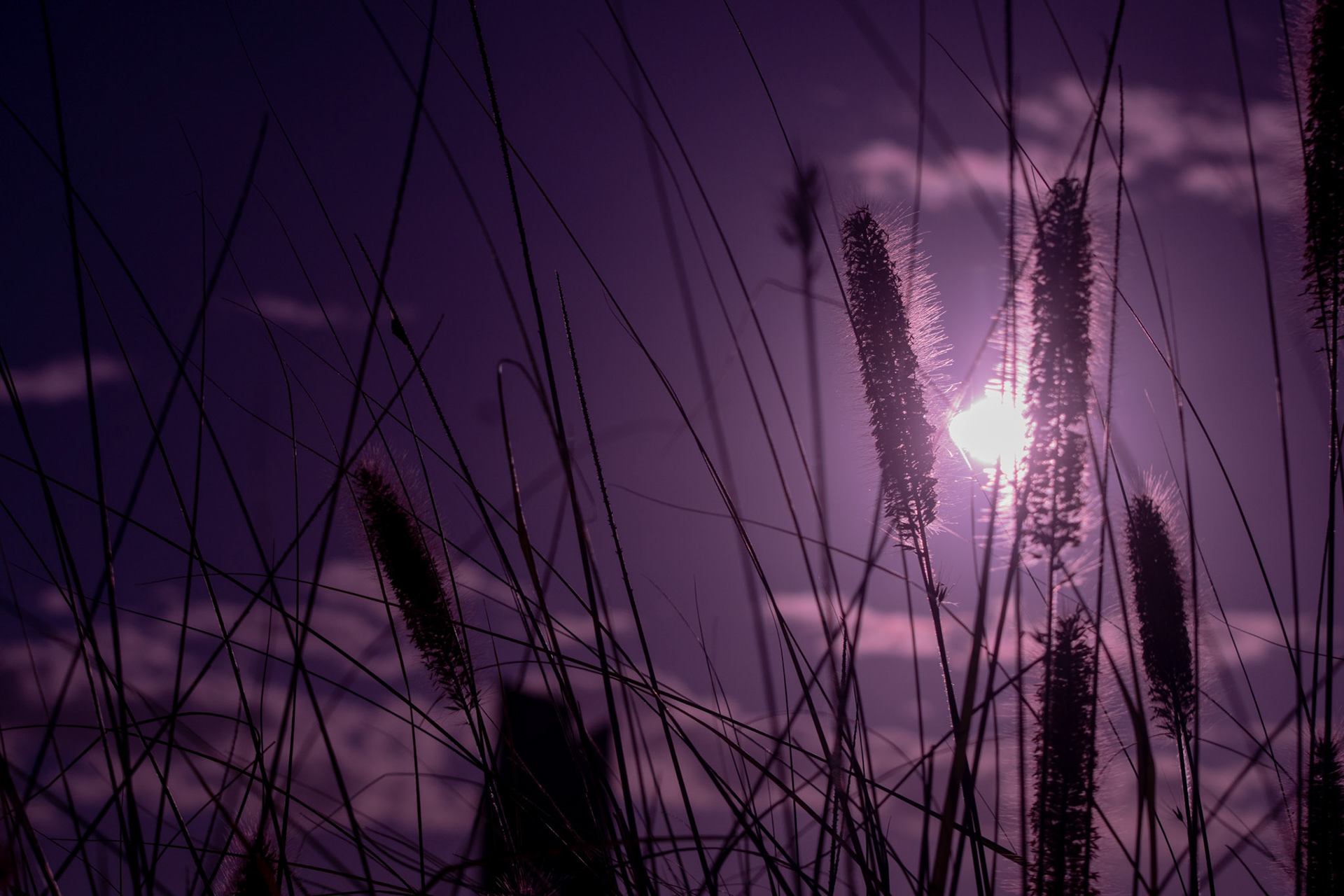 Rushes at sunrise