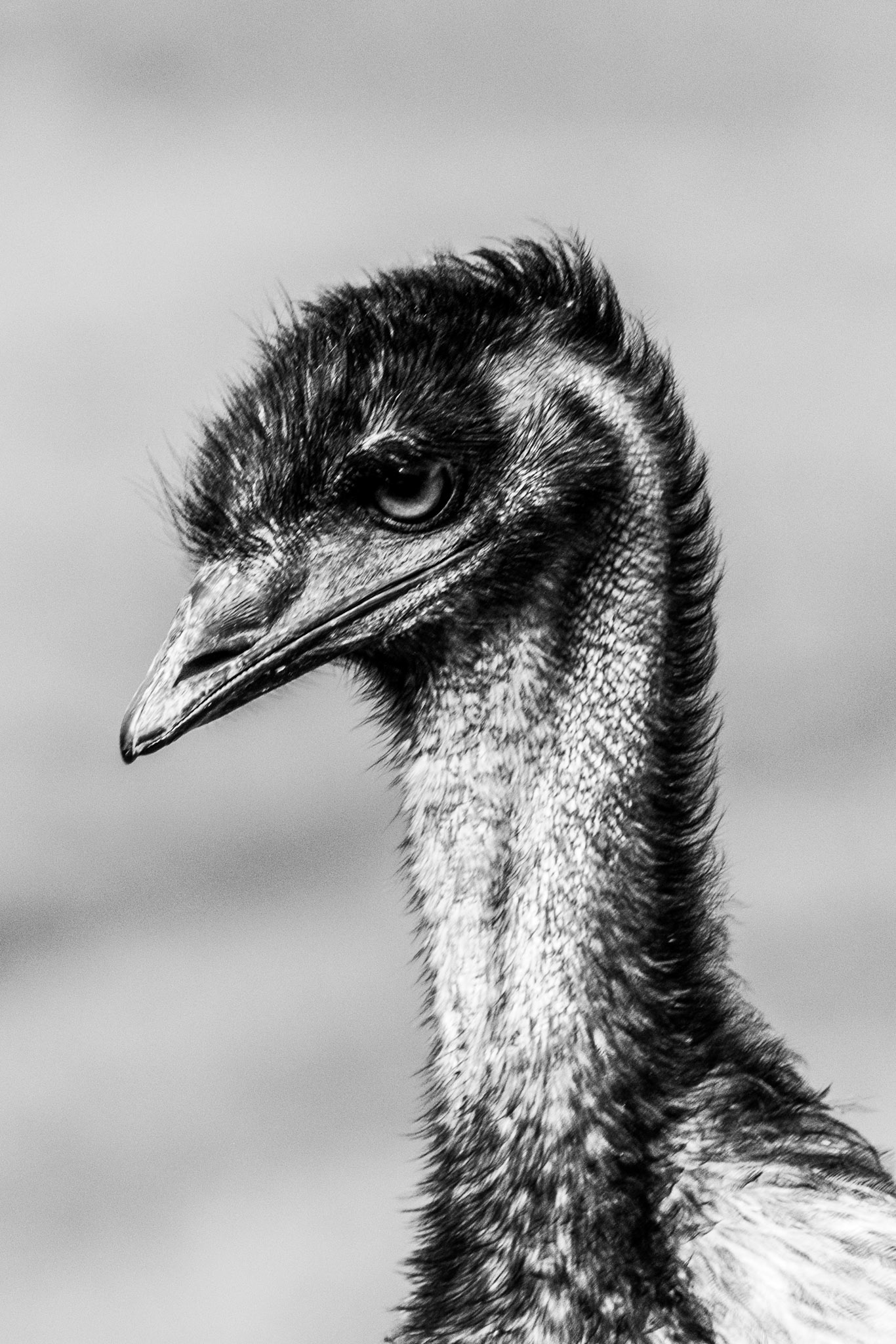 Emu
