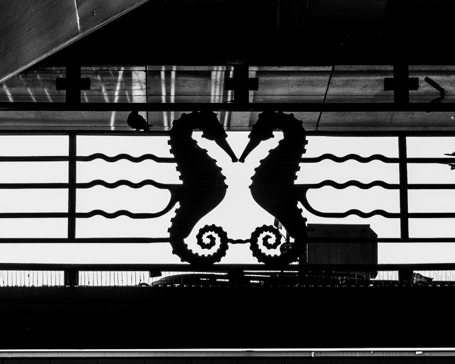 Sea Horses at Circular Quay