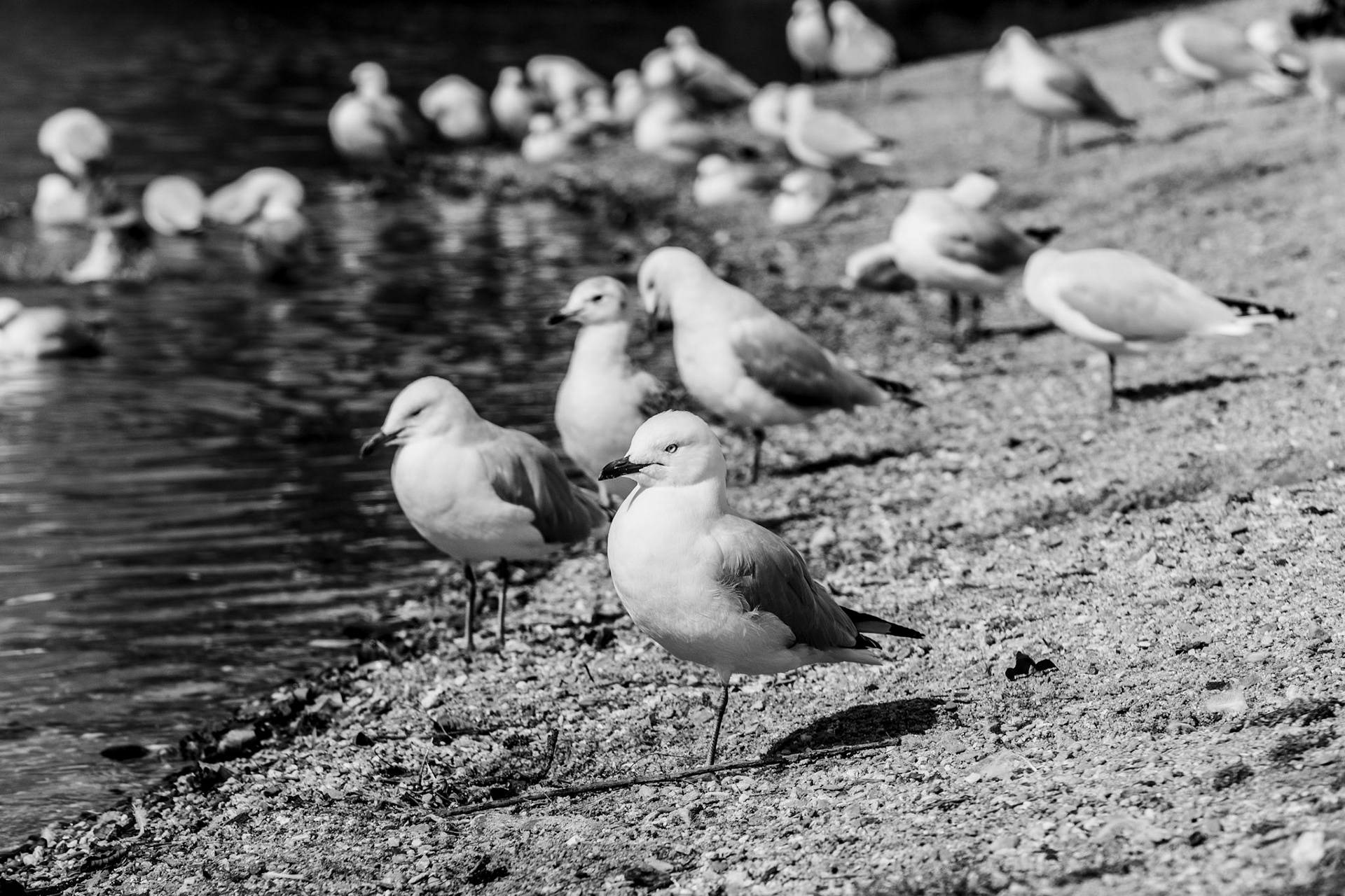 Seagulls at Lake Burley Griffin