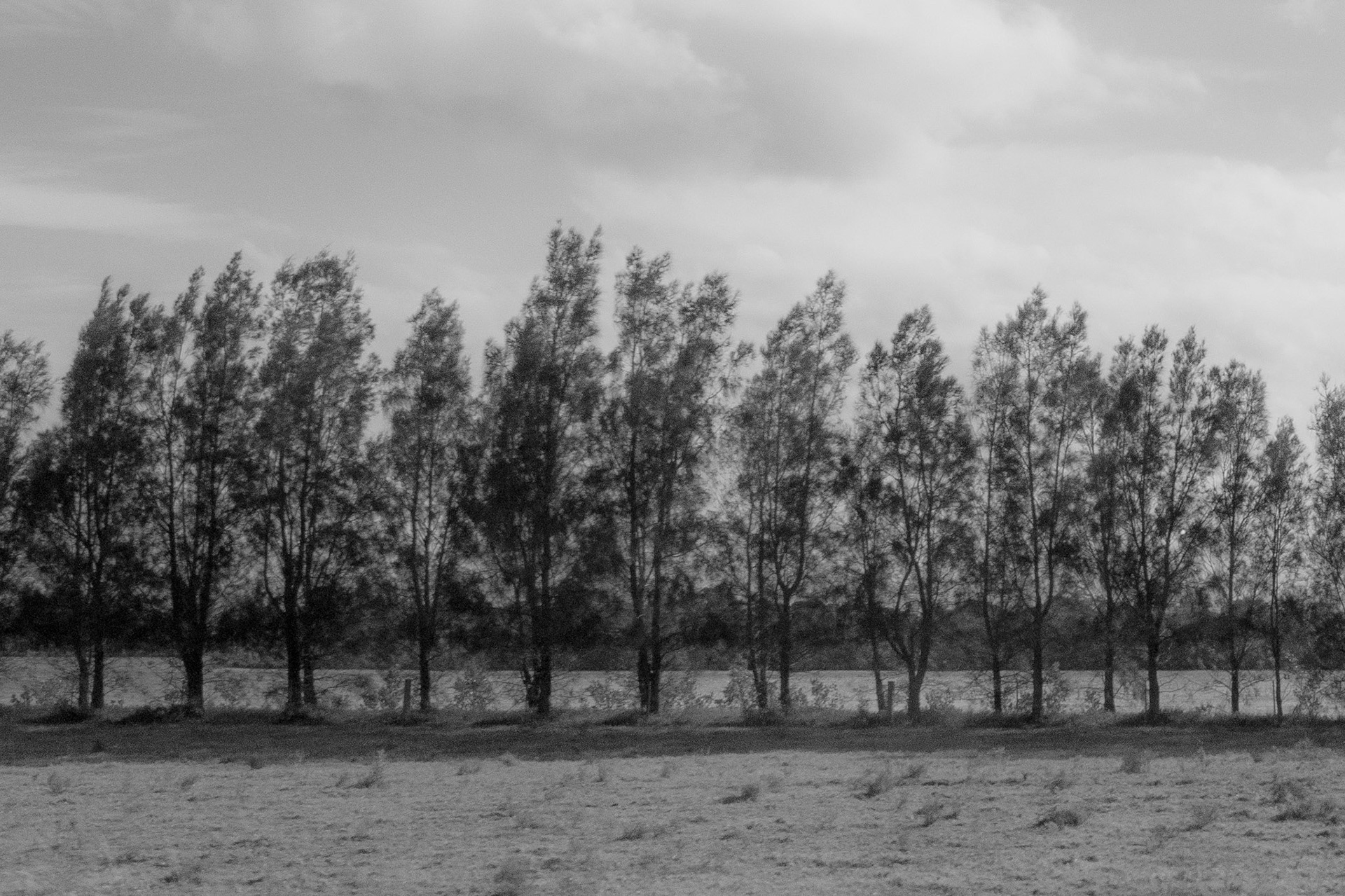 Trees with river behind