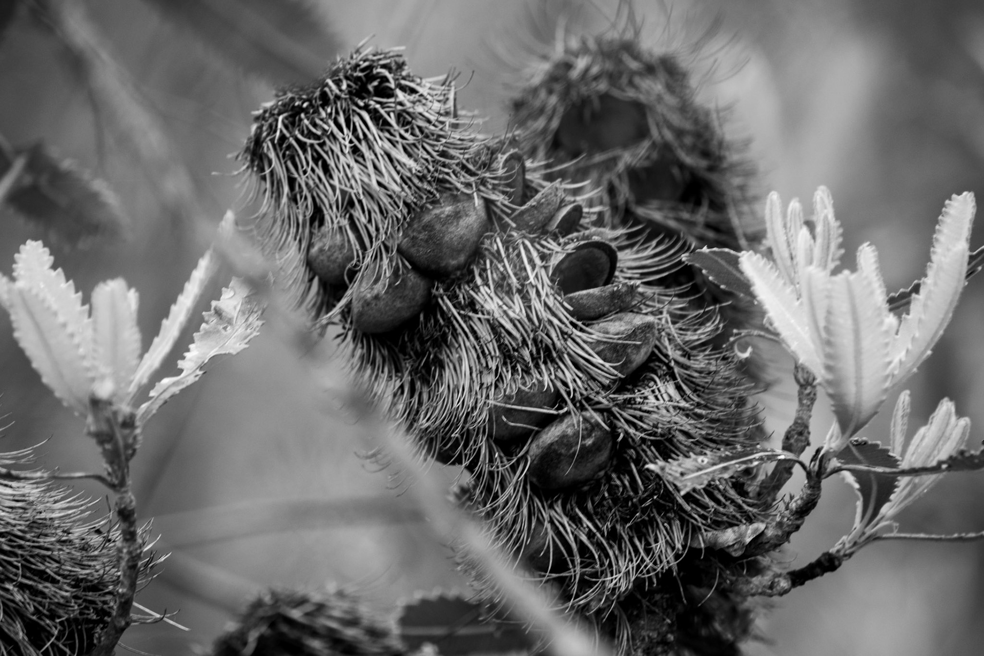 Banksia at Ku-ring-gai Chase NP