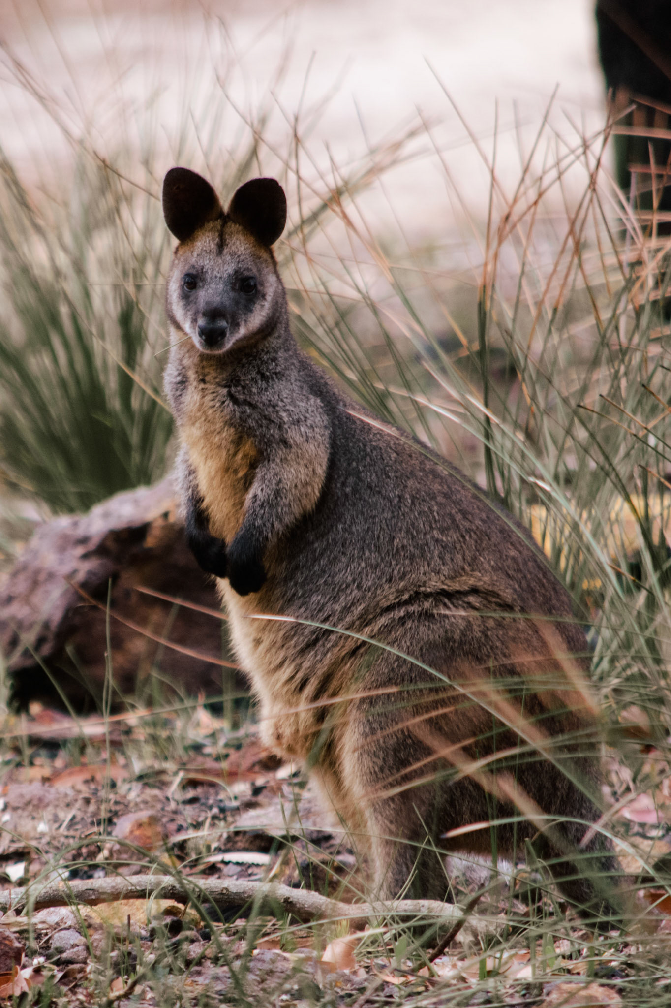 Wallaby at Ku-ring-gai Chase NP