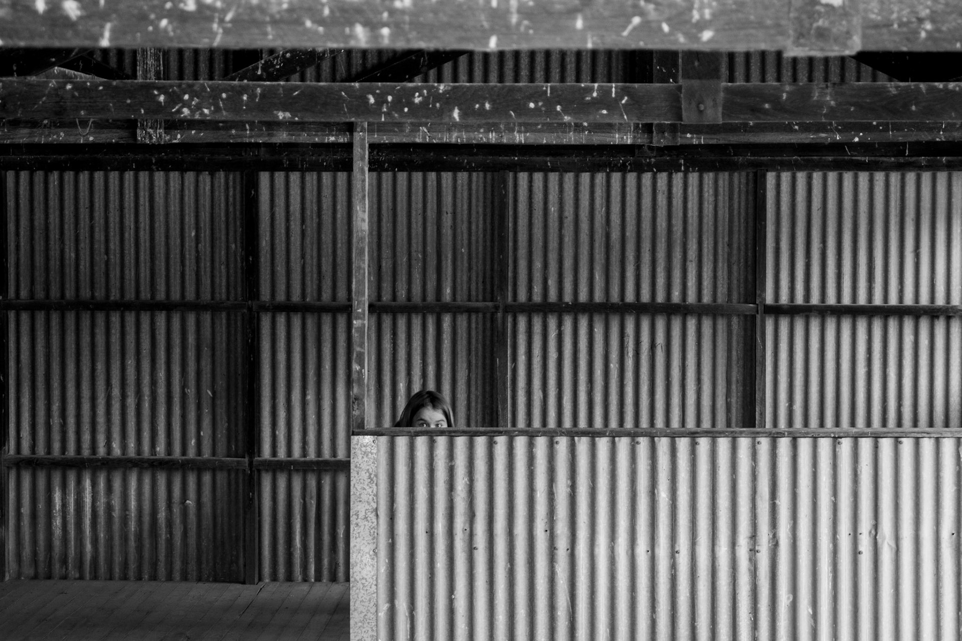 Chelsea peeking out behind corrugated iron 