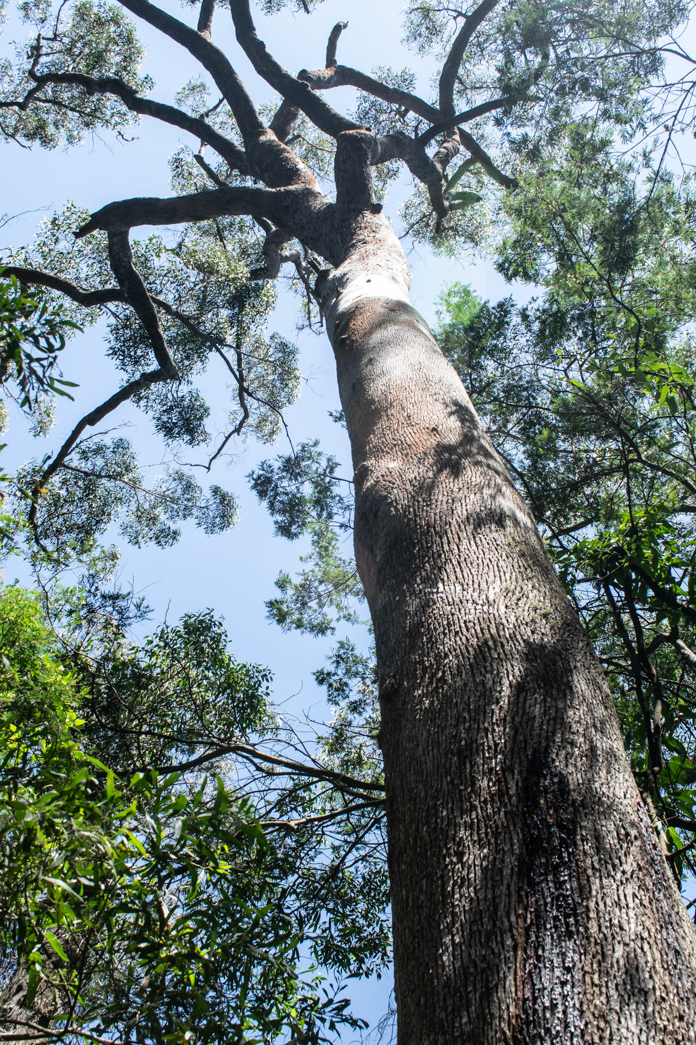 Peppermint Eucalyptus towards sky