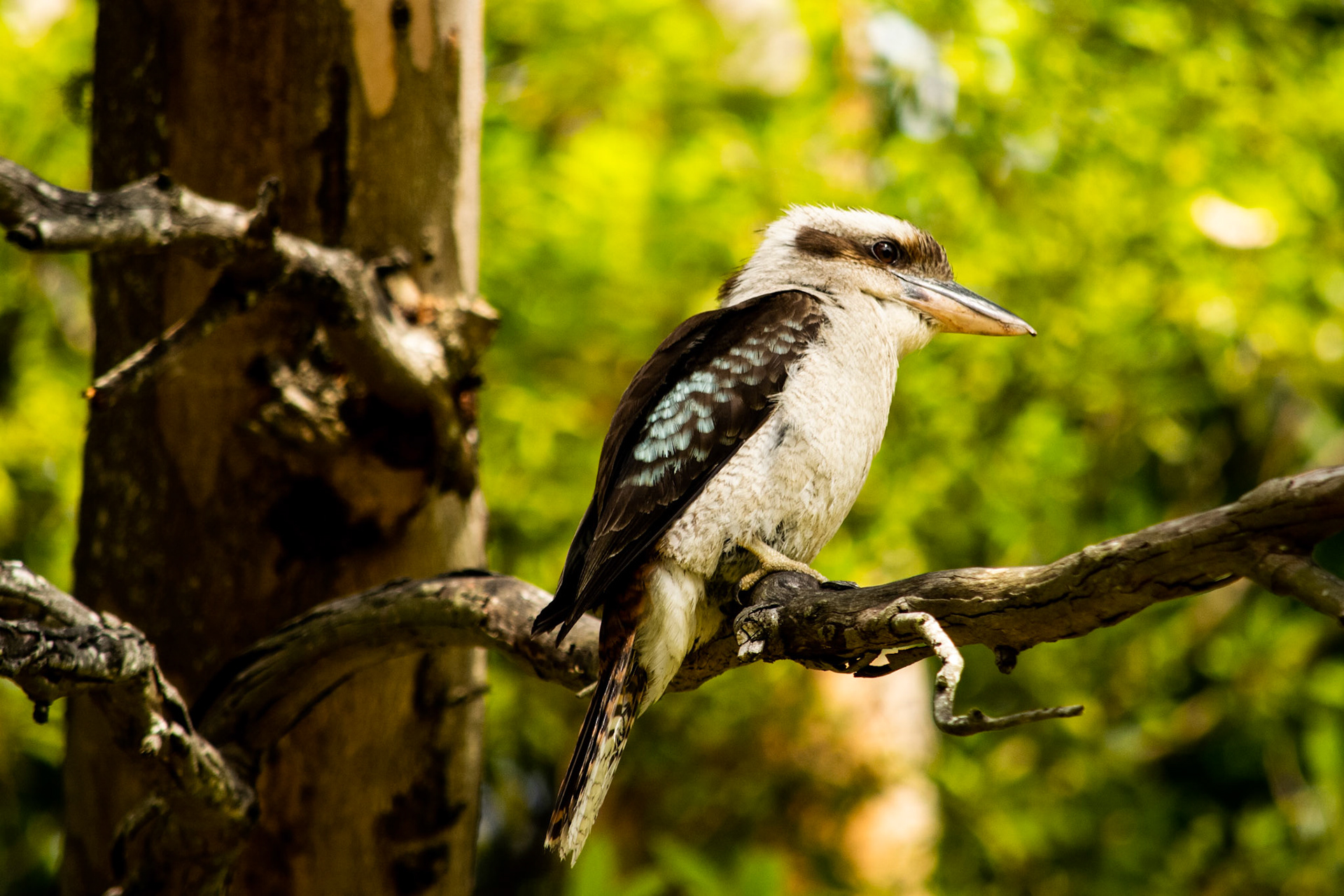 Kookaburra at Ku-ring-gai Chase NP 2