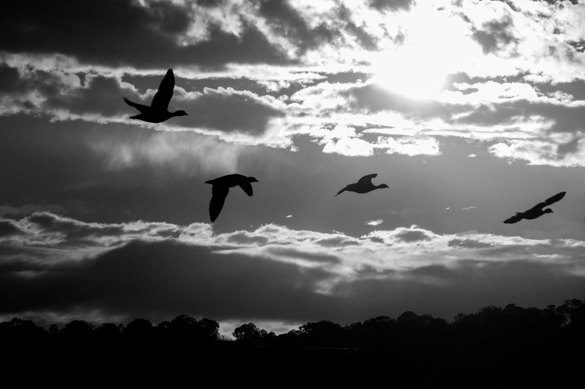 Four birds flying at sunrise
