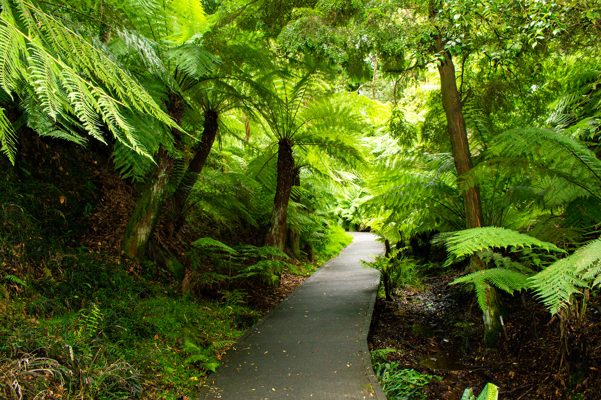 Rainforest walk at Australian National Botanic Gardens