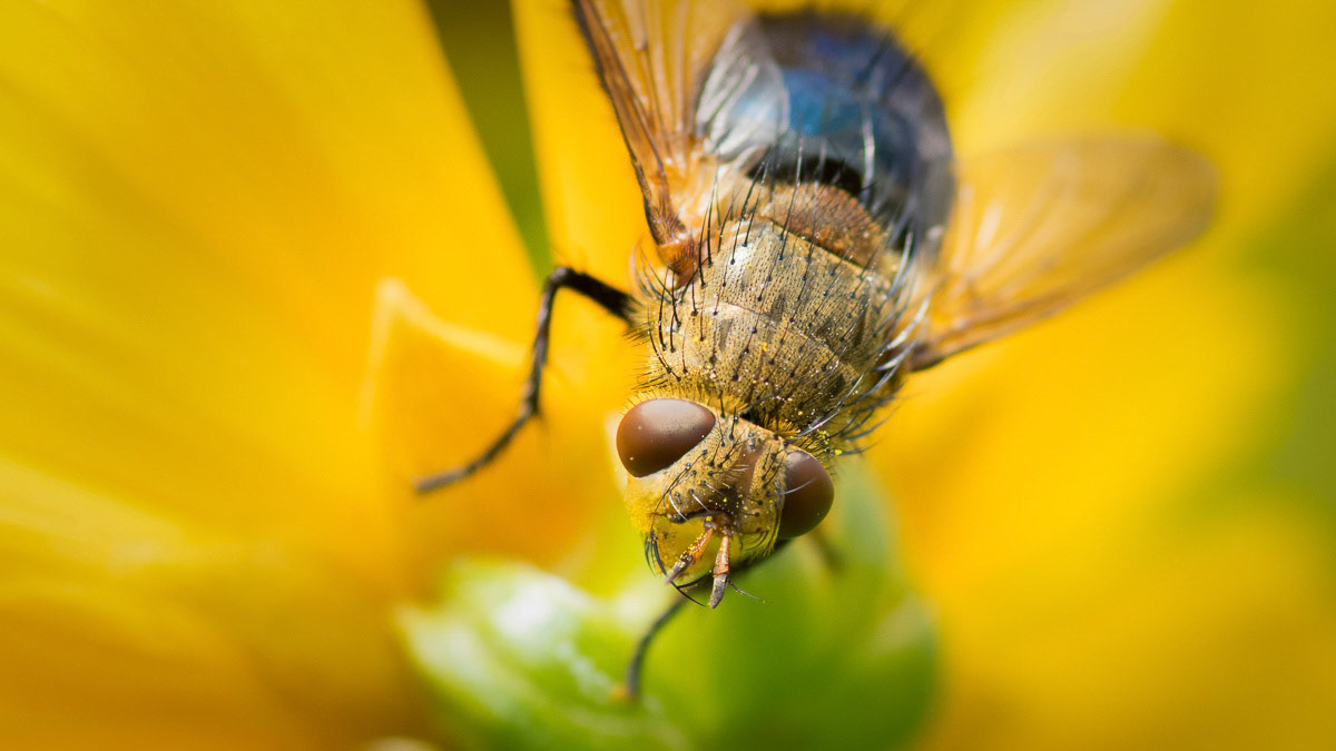 Tachinid Fly on Flower