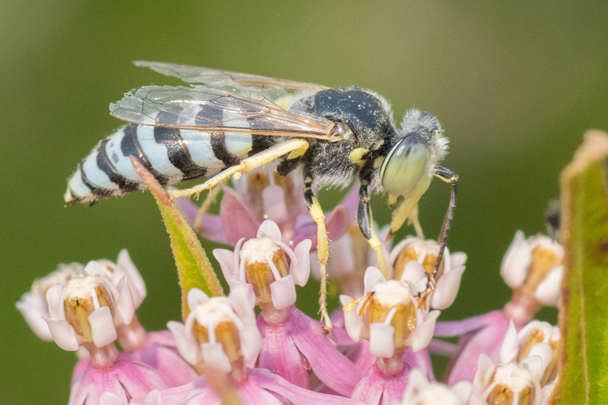 Sand Wasp on Butterfly Weed Flower
