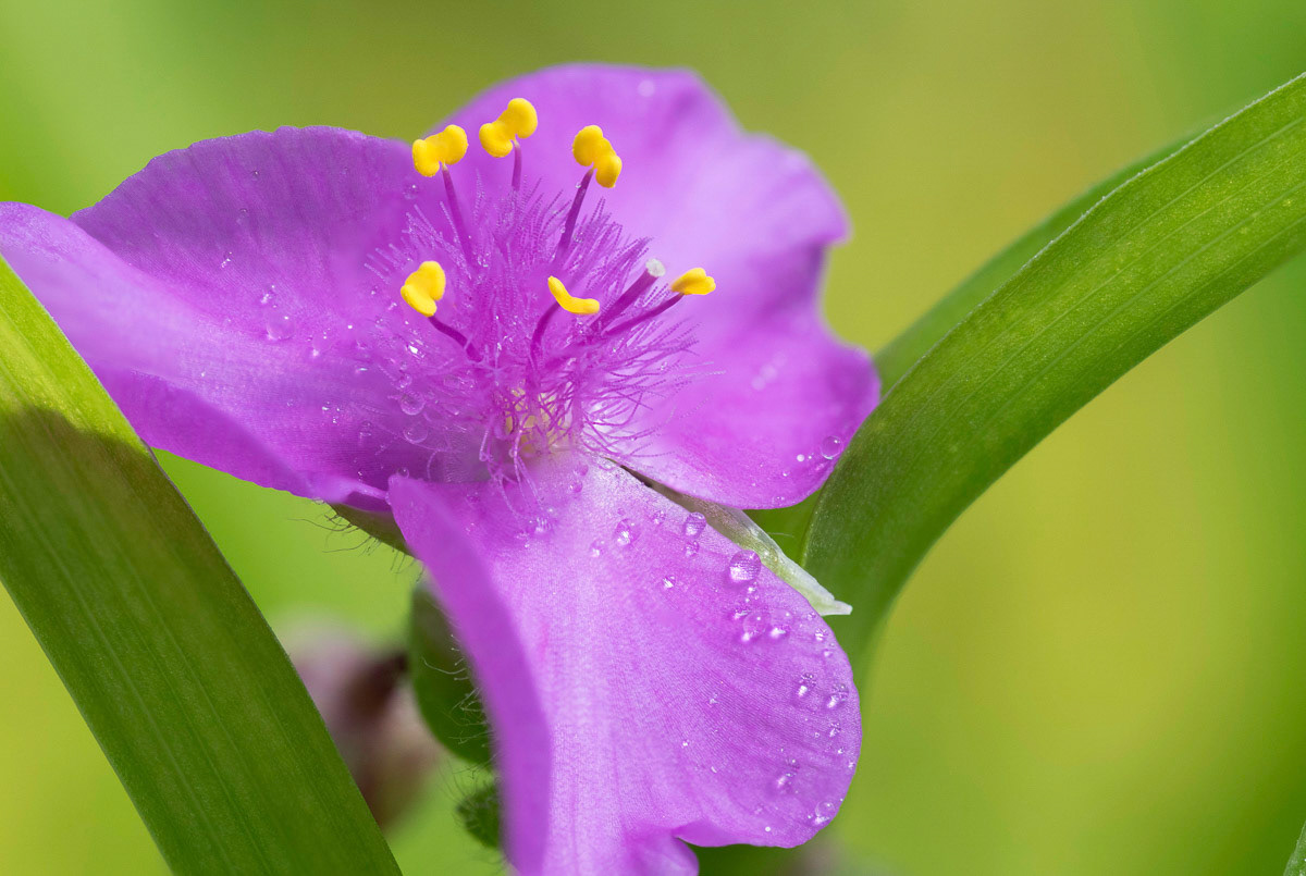 Purple Spiderwort Flower