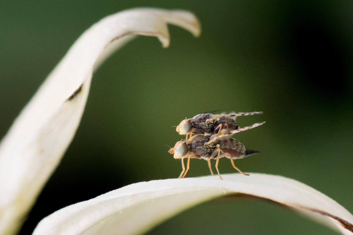 Two Flies on Flower Petal