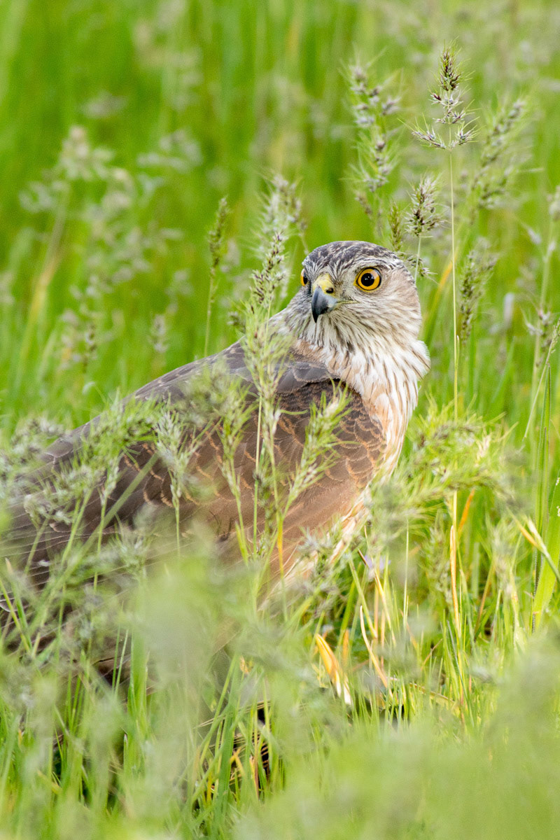 Sharp Shinned Hawk with prey