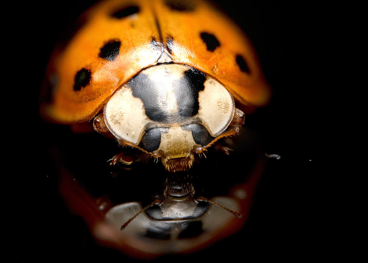 Asian Beetle on Reflective Black