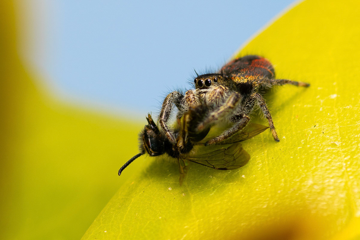 Phidippus Jumping Spider w/ Prey