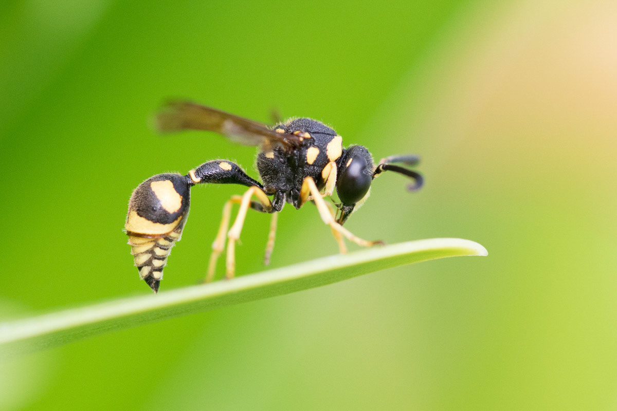 Wasp