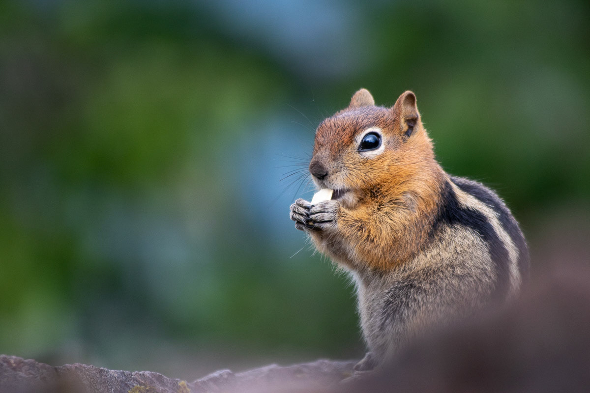 Chipmonk Eating Seed
