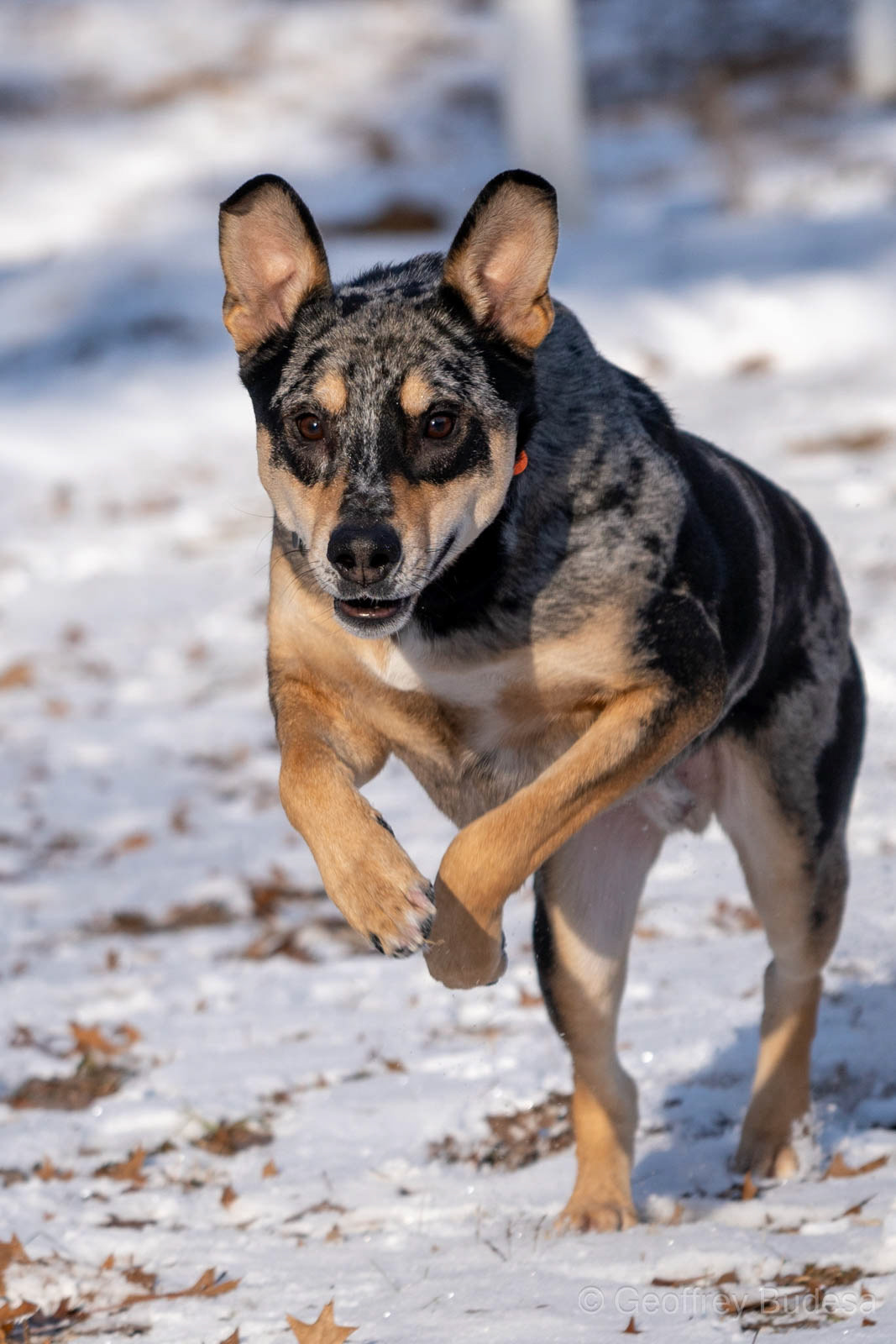 Fast Sleek Dog Running