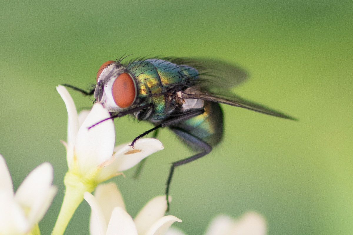 Fly on Flower