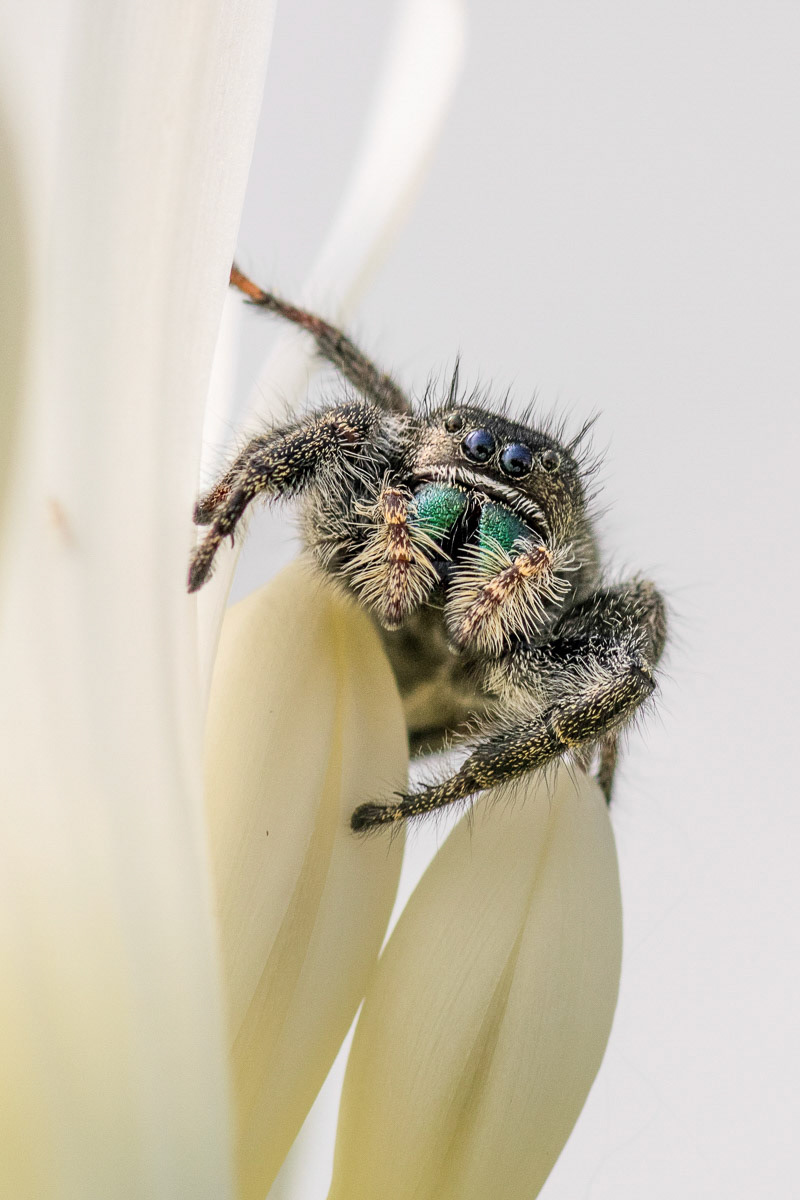 Jumping Spider on White Flower