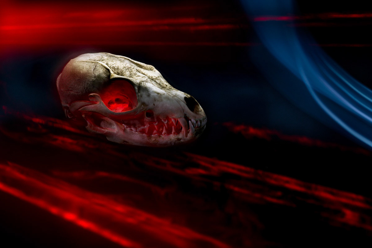 Animal Skull Light Painting