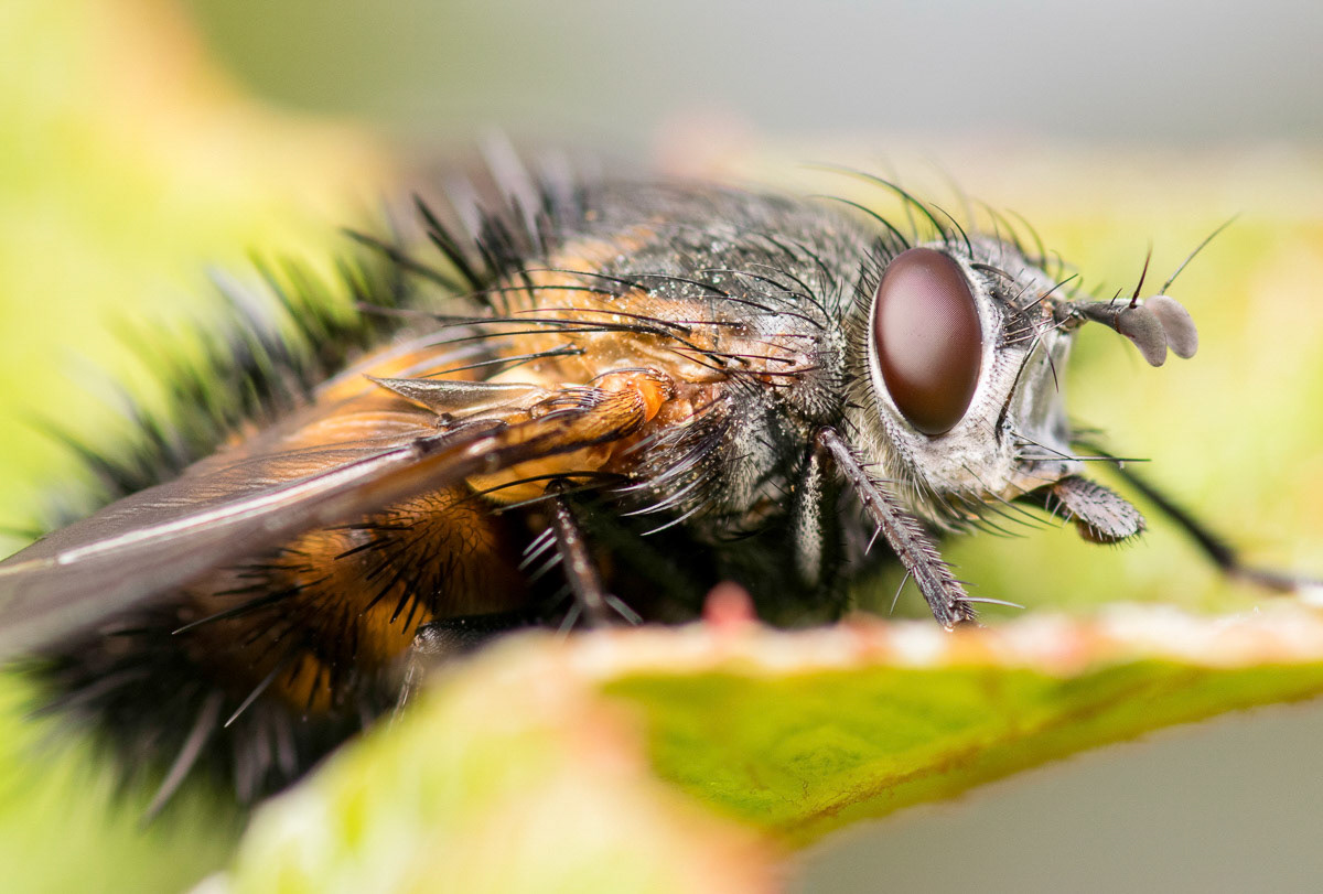 Tachinid Fly