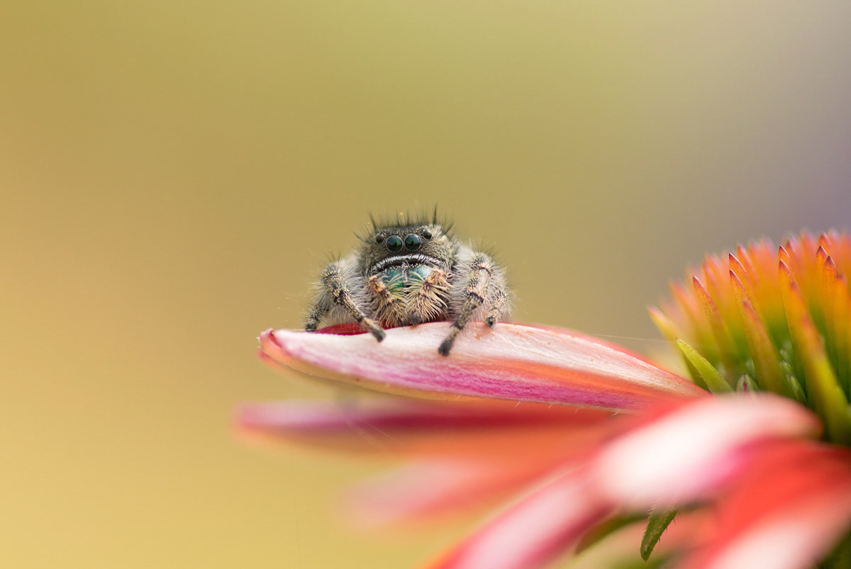 Phidippus Jumping Spider on Echinacea Flower