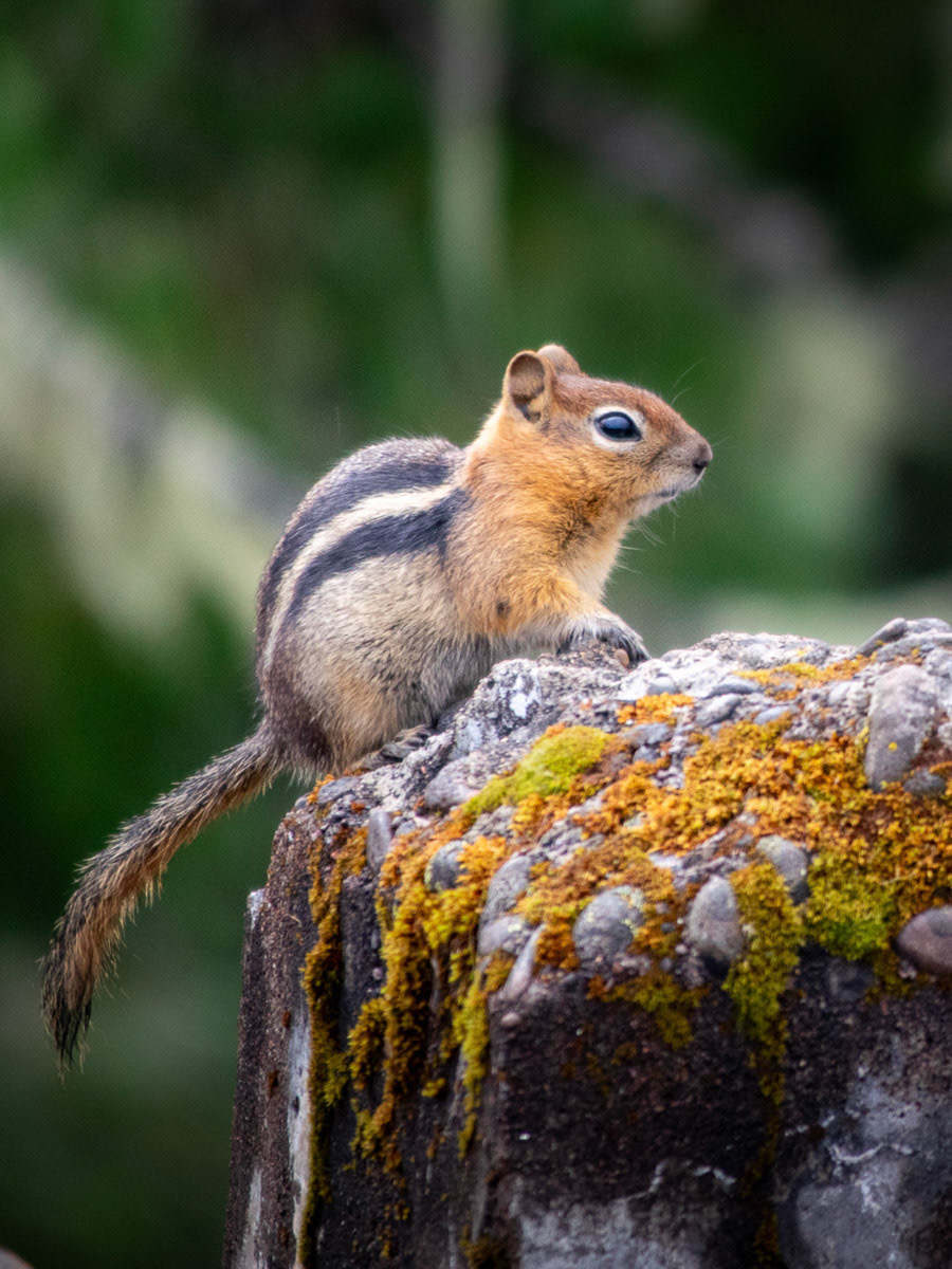 Chipmonk On Rock