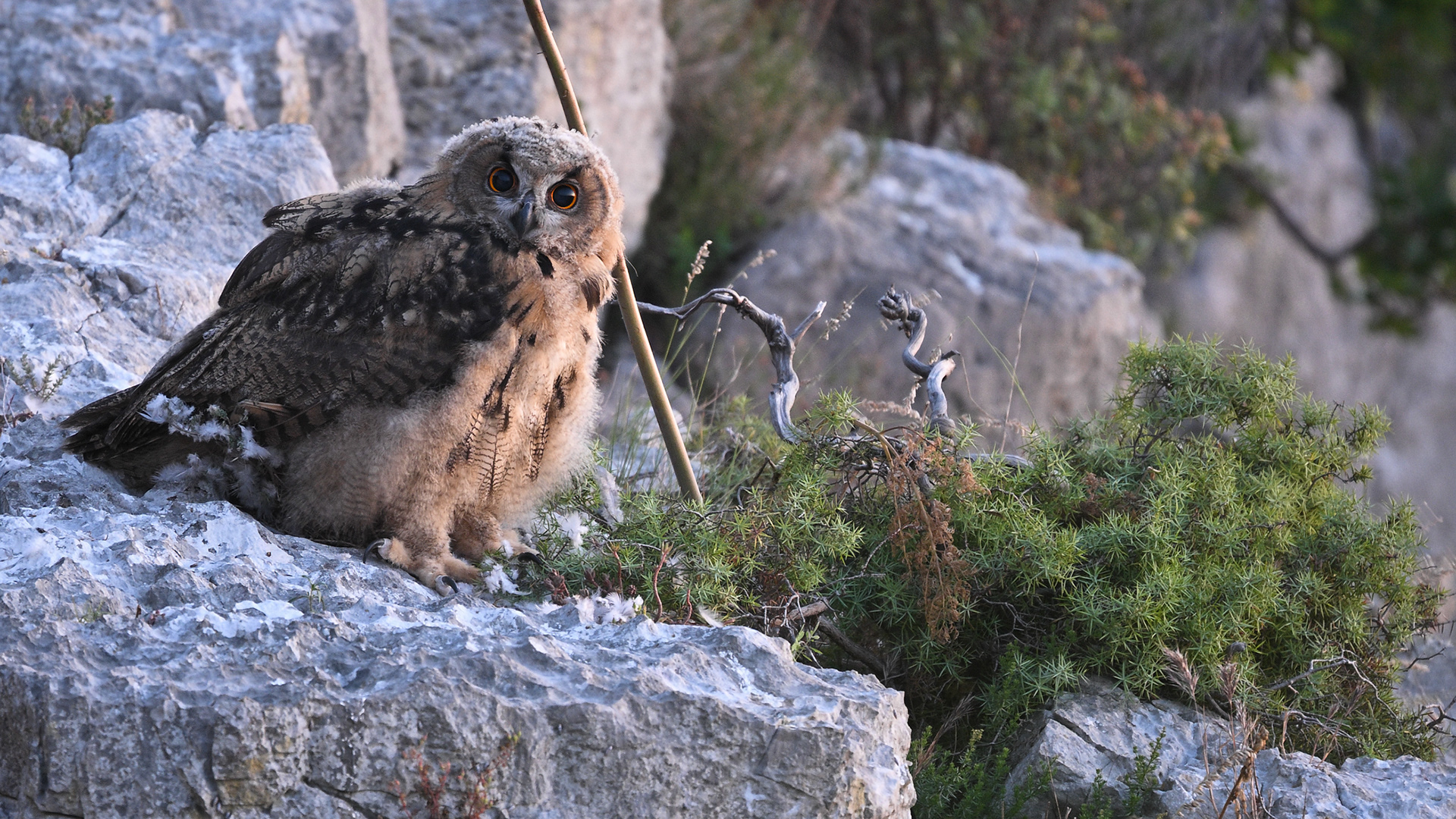 Hibou Grand-Duc Juvénile 2