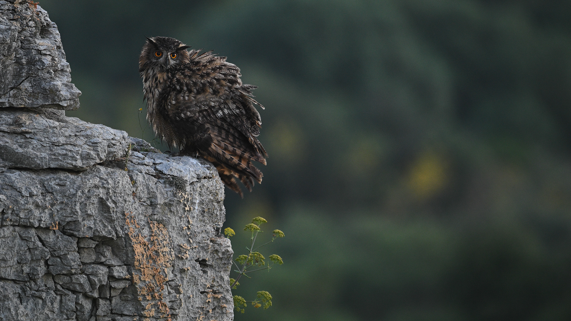 Hibou Grand duc d'Europe 2